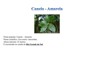Nome popular: Canela – Amarela. Nome científico:  Nacrandra  lanceolata. Altura máxima: 25 metros. É encontrado no estado do  Rio Grande do Sul . 