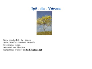 Nome popular: Ipê – da – Várzea. Nome Científico:  Tabebuia  umbellata. Ecossistema: pampa. Altura máxima: 15 metros. É encontrada no estado do  Rio Grande do Sul . 