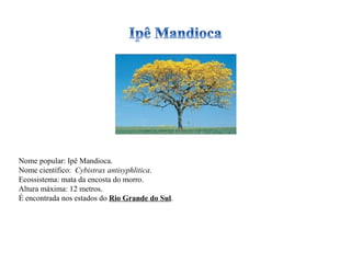 Nome popular: Ipê Mandioca. Nome científico:  Cybistrax antisyphlitica . Ecossistema: mata da encosta do morro. Altura máxima: 12 metros. É encontrada nos estados do  Rio Grande do Sul . 