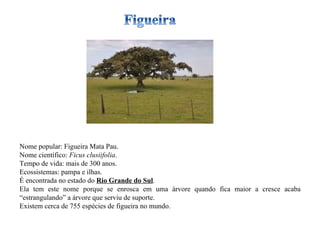 Nome popular: Figueira Mata Pau. Nome científico:  Ficus clusiifolia . Tempo de vida: mais de 300 anos. Ecossistemas: pampa e ilhas. É encontrada no estado do  Rio Grande do Sul . Ela tem este nome porque se enrosca em uma árvore quando fica maior a cresce acaba “estrangulando” a árvore que serviu de suporte. Existem cerca de 755 espécies de figueira no mundo. 