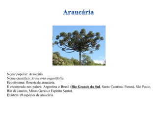 Nome popular: Araucária. Nome científico:  Araucária angustifolia . Ecossistema: floresta de araucária. É encontrada nos países: Argentina e Brasil ( Rio Grande do Sul , Santa Catarina, Paraná, São Paulo, Rio de Janeiro, Minas Gerais e Espirito Santo). Existem 19 espécies de araucária. 