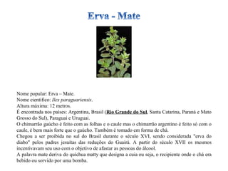 Nome popular: Erva – Mate. Nome científico:  Ilex paraguariensis . Altura máxima: 12 metros. É encontrada nos países: Argentina, Brasil ( Rio Grande do Sul , Santa Catarina, Paraná e Mato Grosso do Sul), Paraguai e Uruguai. O chimarrão gaúcho é feito com as folhas e o caule mas o chimarrão argentino é feito só com o caule, é bem mais forte que o gaúcho. Também é tomado em forma de chá.  Chegou a ser proibida no sul do Brasil durante o século XVI, sendo considerada "erva do diabo" pelos padres jesuítas das reduções do Guairá. A partir do século XVII os mesmos incentivavam seu uso com o objetivo de afastar as pessoas do álcool. A palavra mate deriva do quíchua matty que designa a cuia ou seja, o recipiente onde o chá era bebido ou sorvido por uma bomba.  