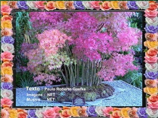 Texto :  Paulo Roberto Gaefke Imagens :  NET Musica  :  NET 