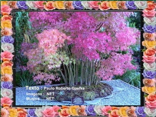 Texto : Paulo Roberto Gaefke
Imagens : NET
Musica : NET
 