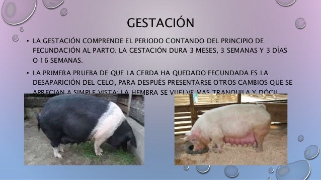 Crianza ganado porcino