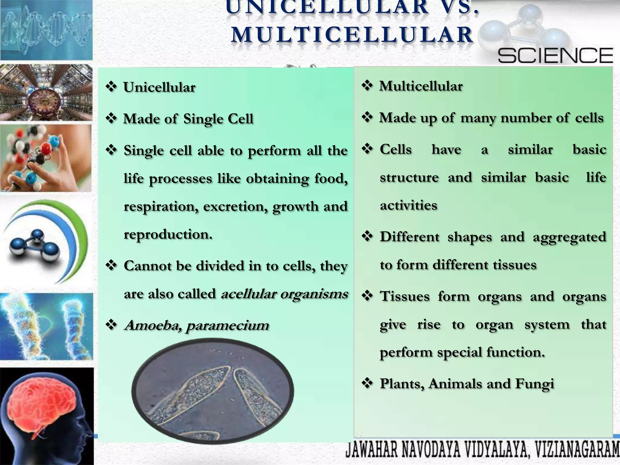 UNICELLULAR VS.
M U LT I C E L L U L A R
 Unicellular

 Multicellular

 Made of Single Cell

 Made up of many number of cells

 Single cell able to perform all the  Cells

have

a

similar

life processes like obtaining food,

structure and similar basic

respiration, excretion, growth and

basic

activities

reproduction.
 Cannot be divided in to cells, they

life

 Different shapes and aggregated
to form different tissues

are also called acellular organisms  Tissues form organs and organs
 Amoeba, paramecium

give rise to organ system that
perform special function.
 Plants, Animals and Fungi

 