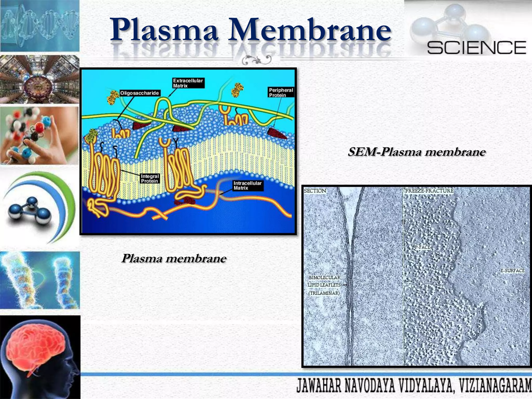 Plasma Membrane

SEM-Plasma membrane

Plasma membrane

 