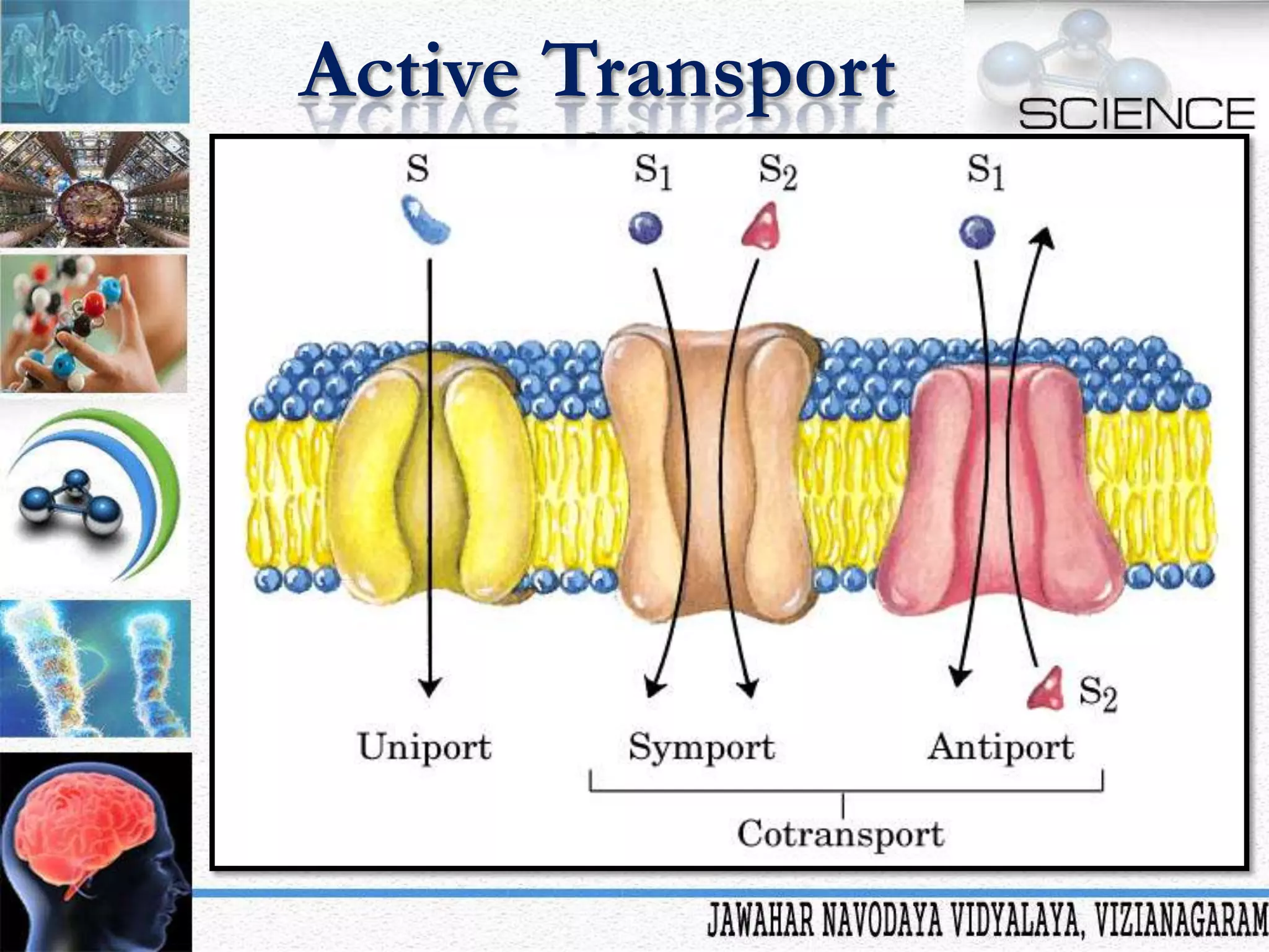 Active Transport

 
