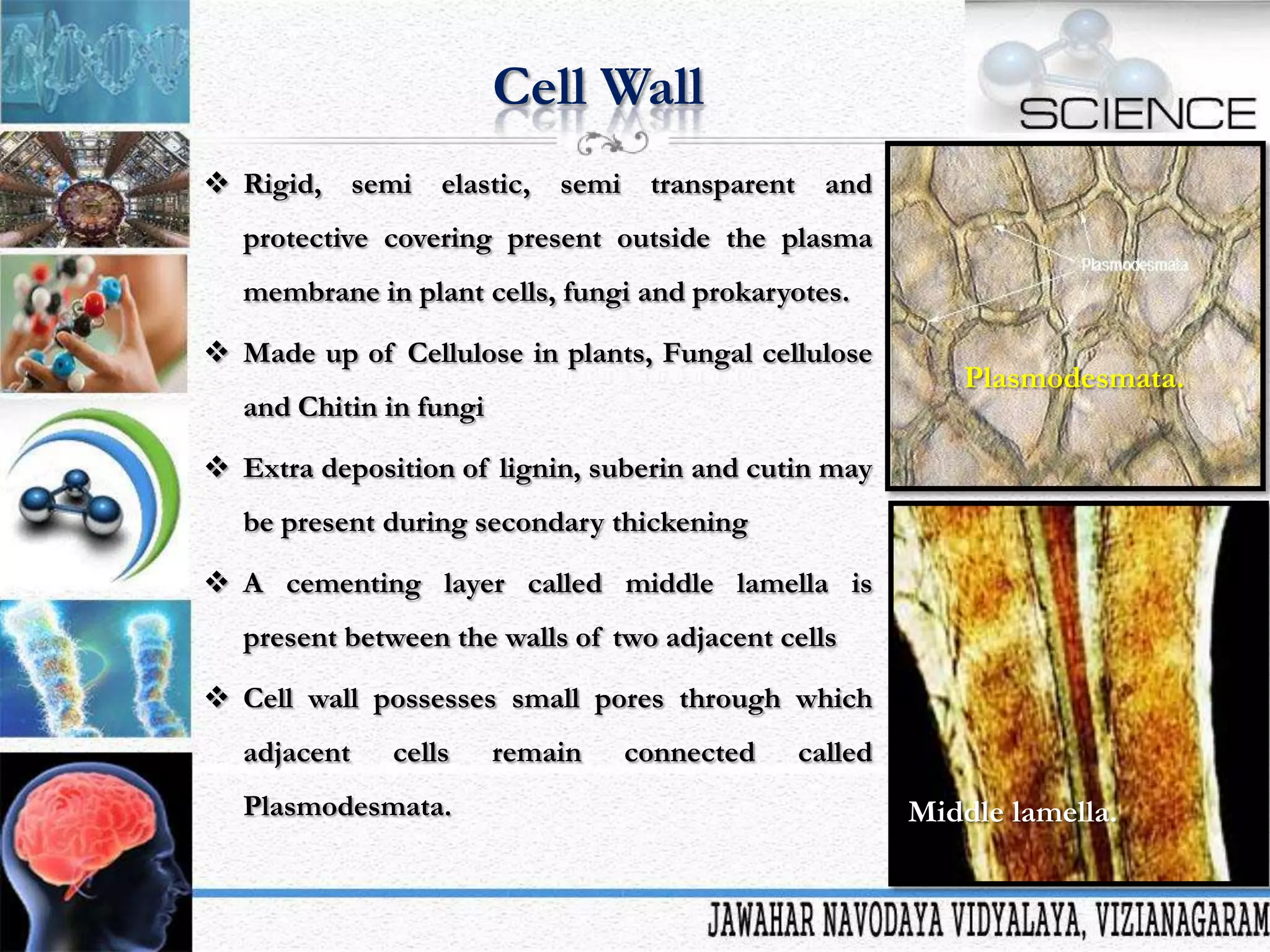 Cell Wall
 Rigid, semi elastic, semi transparent and
protective covering present outside the plasma
membrane in plant cells, fungi and prokaryotes.
 Made up of Cellulose in plants, Fungal cellulose
and Chitin in fungi

Plasmodesmata.

 Extra deposition of lignin, suberin and cutin may
be present during secondary thickening

 A cementing layer called middle lamella is
present between the walls of two adjacent cells
 Cell wall possesses small pores through which
adjacent

cells

Plasmodesmata.

remain

connected

called

Middle lamella.

 