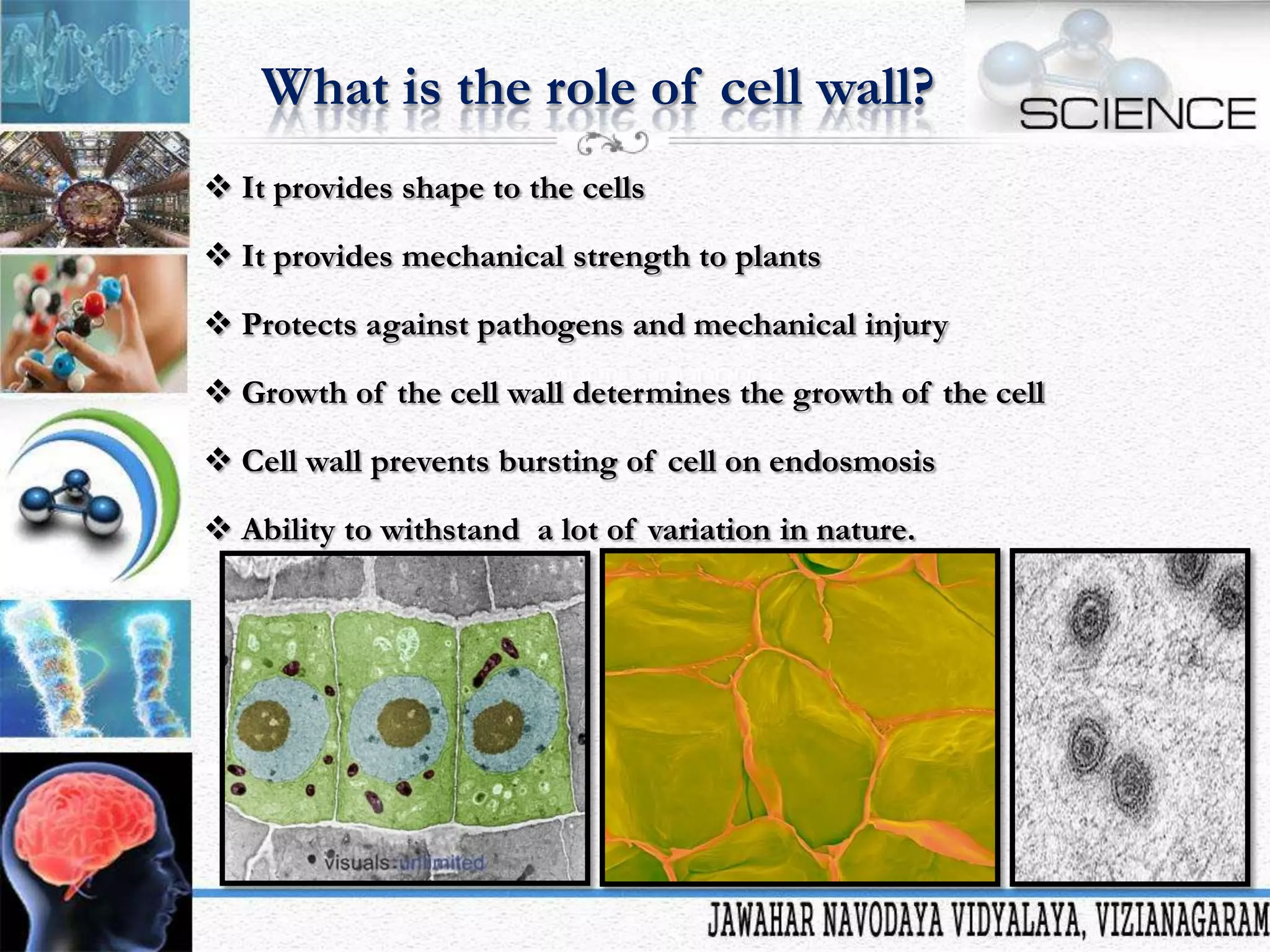 What is the role of cell wall?
 It provides shape to the cells
 It provides mechanical strength to plants
 Protects against pathogens and mechanical injury
 Growth of the cell wall determines the growth of the cell
 Cell wall prevents bursting of cell on endosmosis
 Ability to withstand a lot of variation in nature.

 