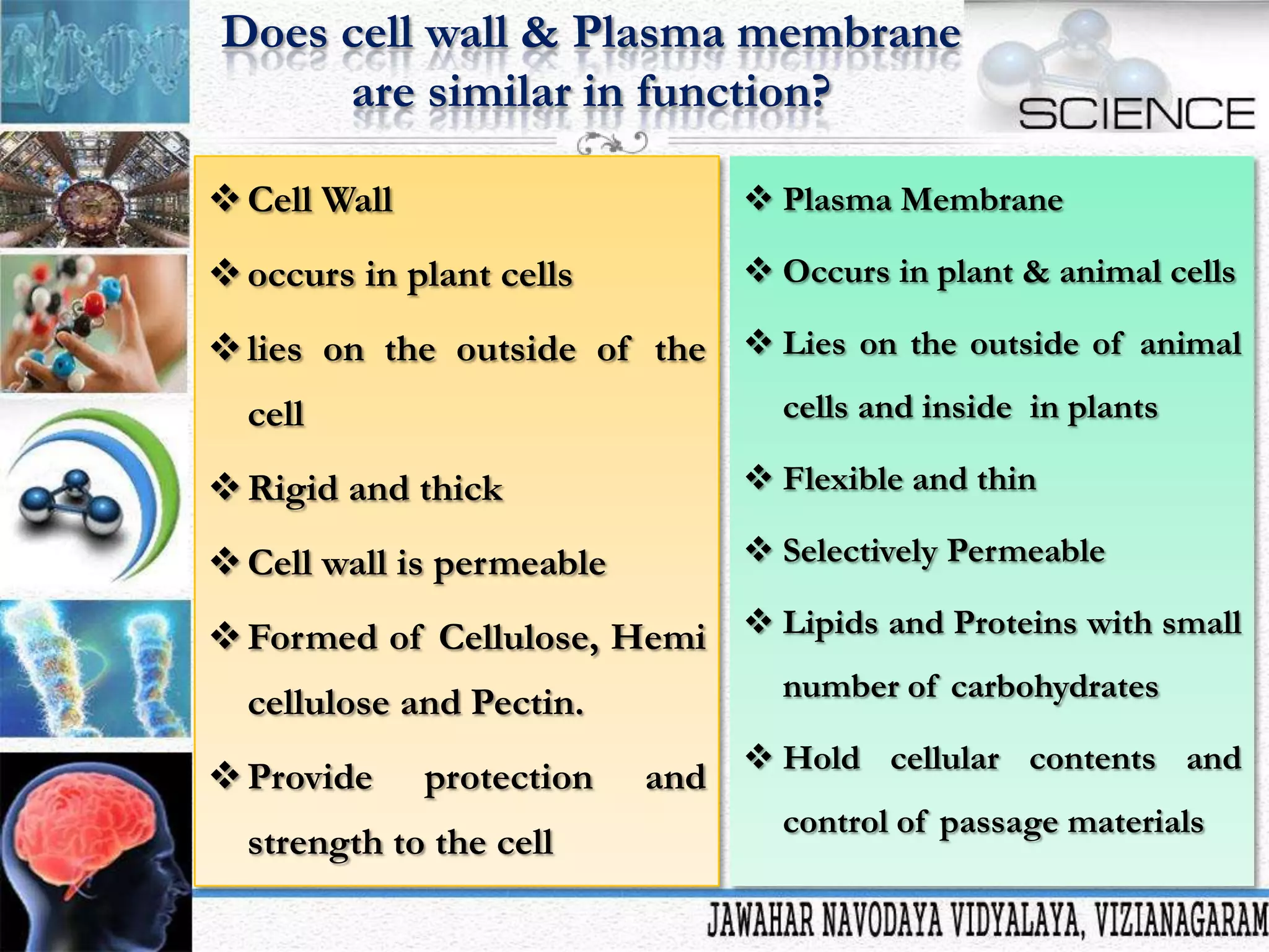 Does cell wall & Plasma membrane
are similar in function?
 Cell Wall

 Plasma Membrane

 occurs in plant cells

 Occurs in plant & animal cells

 lies on the outside of the  Lies on the outside of animal
cells and inside in plants

cell
 Rigid and thick

 Flexible and thin

 Cell wall is permeable

 Selectively Permeable

 Formed of Cellulose, Hemi  Lipids and Proteins with small
number of carbohydrates

cellulose and Pectin.
 Provide

protection

strength to the cell

and

 Hold cellular contents and
control of passage materials

 