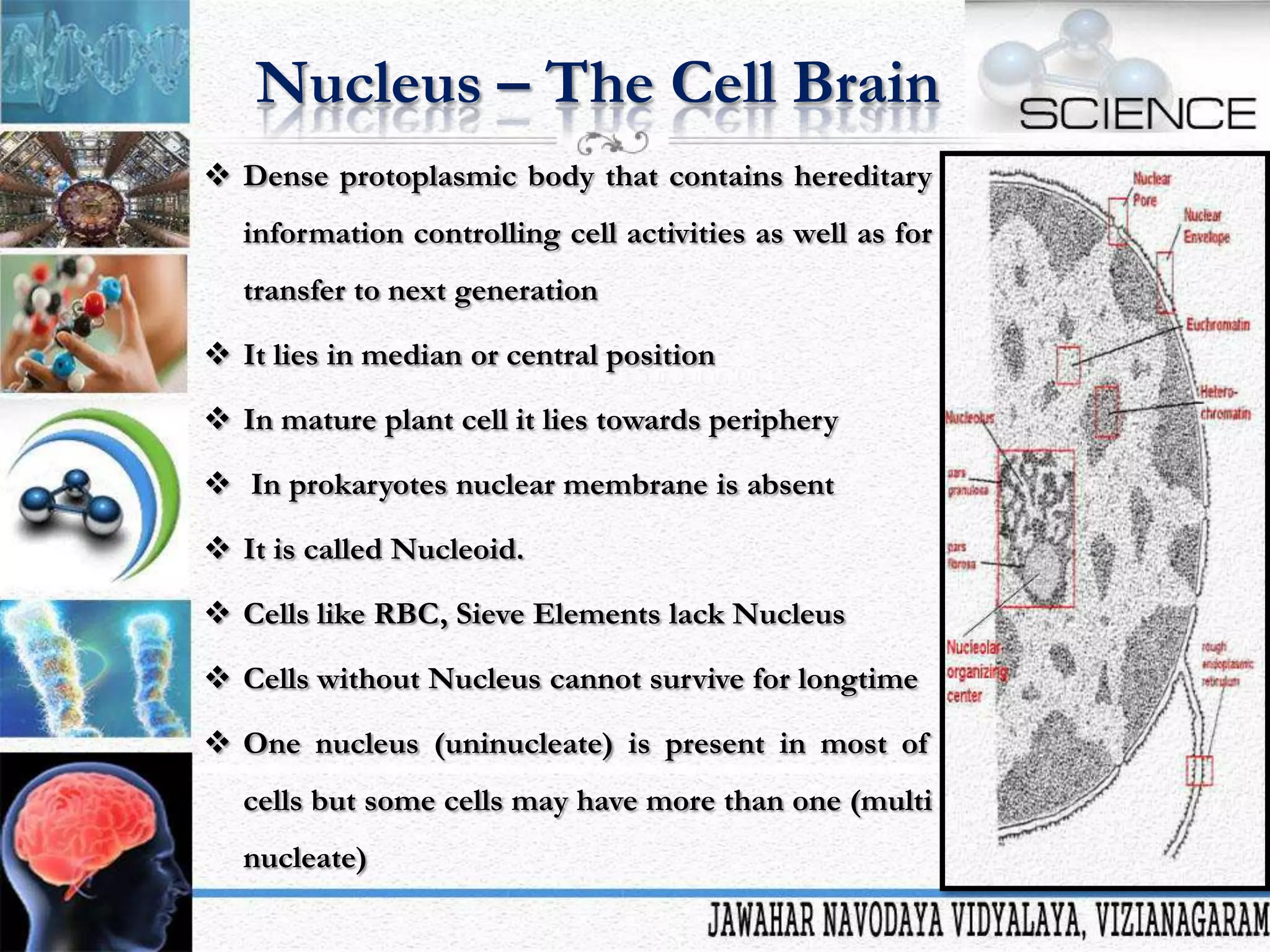 Nucleus – The Cell Brain
 Dense protoplasmic body that contains hereditary
information controlling cell activities as well as for
transfer to next generation
 It lies in median or central position

 In mature plant cell it lies towards periphery
 In prokaryotes nuclear membrane is absent
 It is called Nucleoid.
 Cells like RBC, Sieve Elements lack Nucleus
 Cells without Nucleus cannot survive for longtime
 One nucleus (uninucleate) is present in most of
cells but some cells may have more than one (multi

nucleate)

 