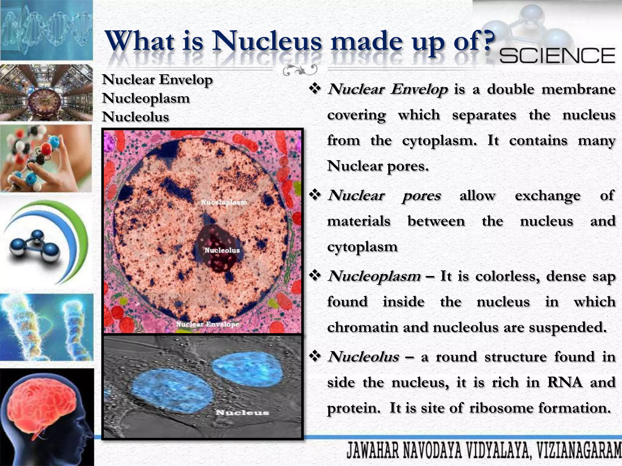 What is Nucleus made up of ?
Nuclear Envelop
Nucleoplasm
Nucleolus

 Nuclear Envelop is a double membrane
covering which separates the nucleus
from the cytoplasm. It contains many
Nuclear pores.
 Nuclear
materials

pores

allow

between

the

exchange

of

nucleus

and

cytoplasm
 Nucleoplasm – It is colorless, dense sap
found inside the nucleus in which
chromatin and nucleolus are suspended.
 Nucleolus – a round structure found in
side the nucleus, it is rich in RNA and
protein. It is site of ribosome formation.

 
