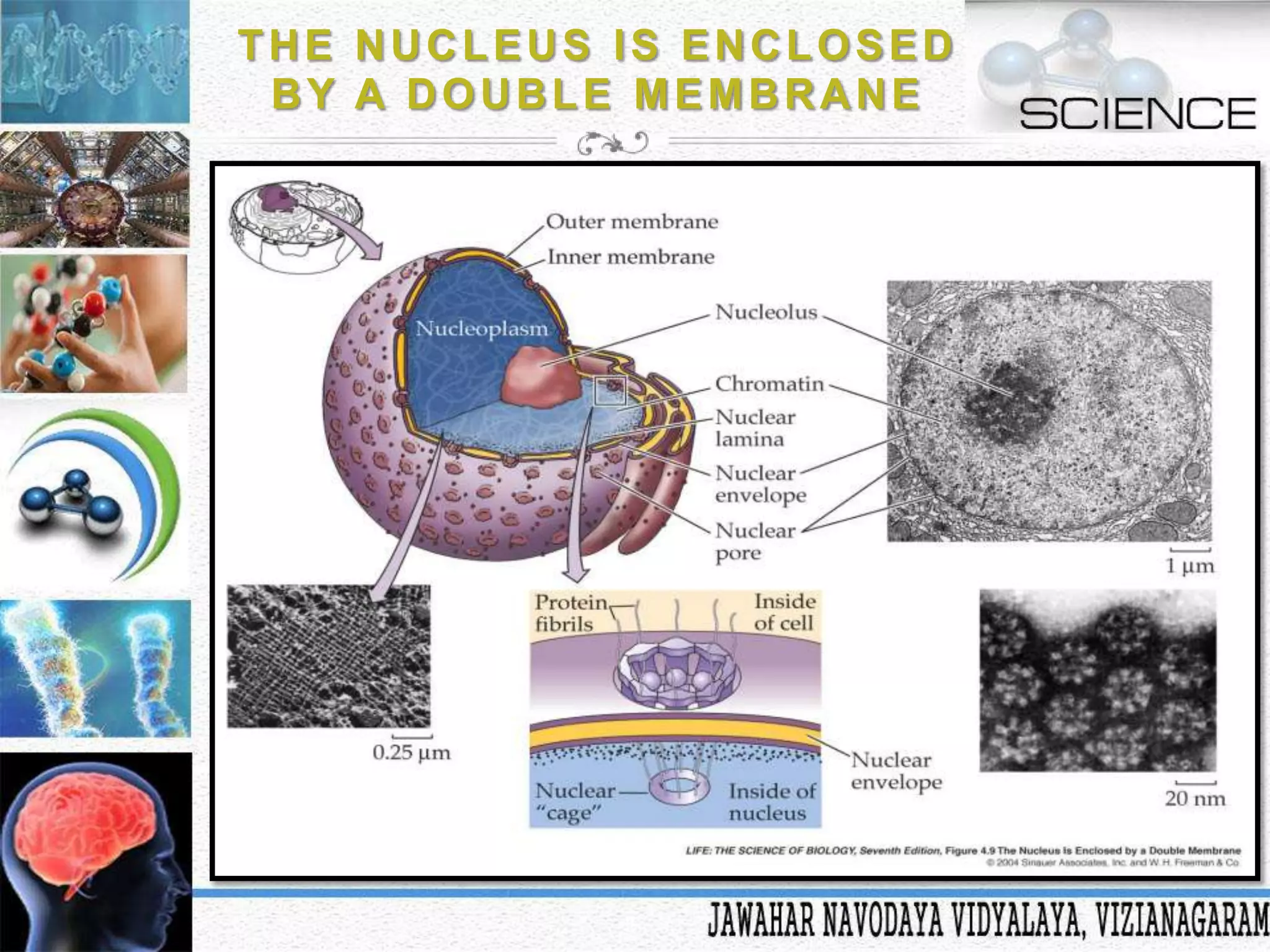THE NUCLEUS IS ENCLOSED
BY A DOUBLE MEMBRANE

 