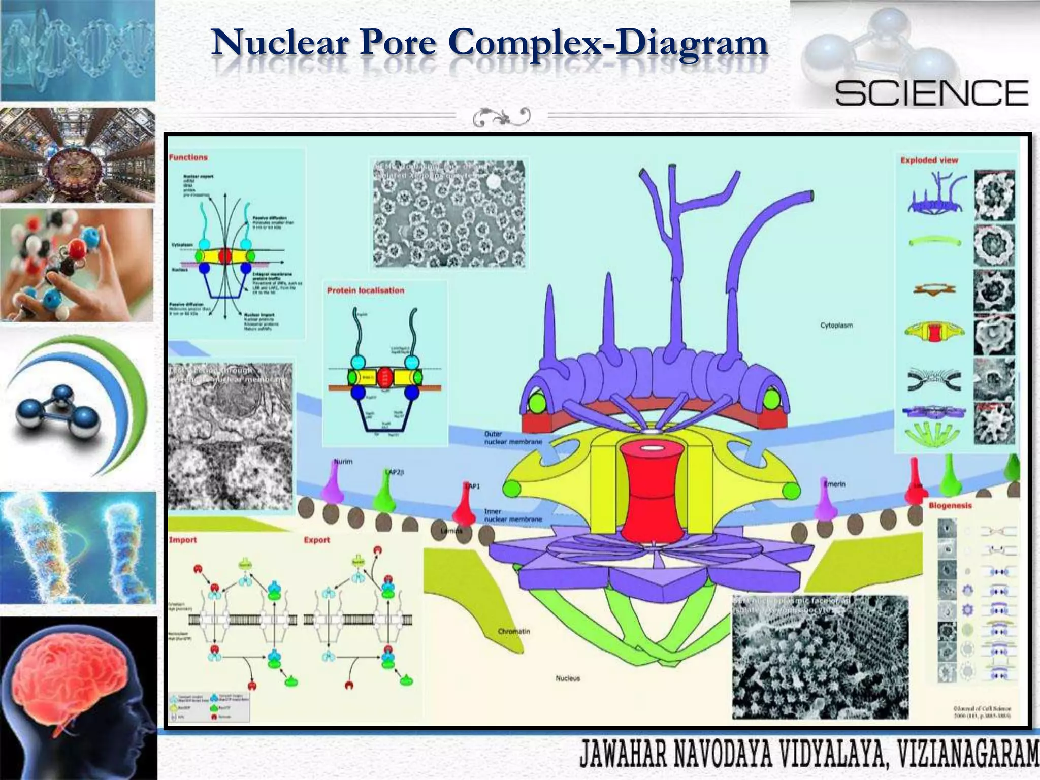 Nuclear Pore Complex-Diagram

 