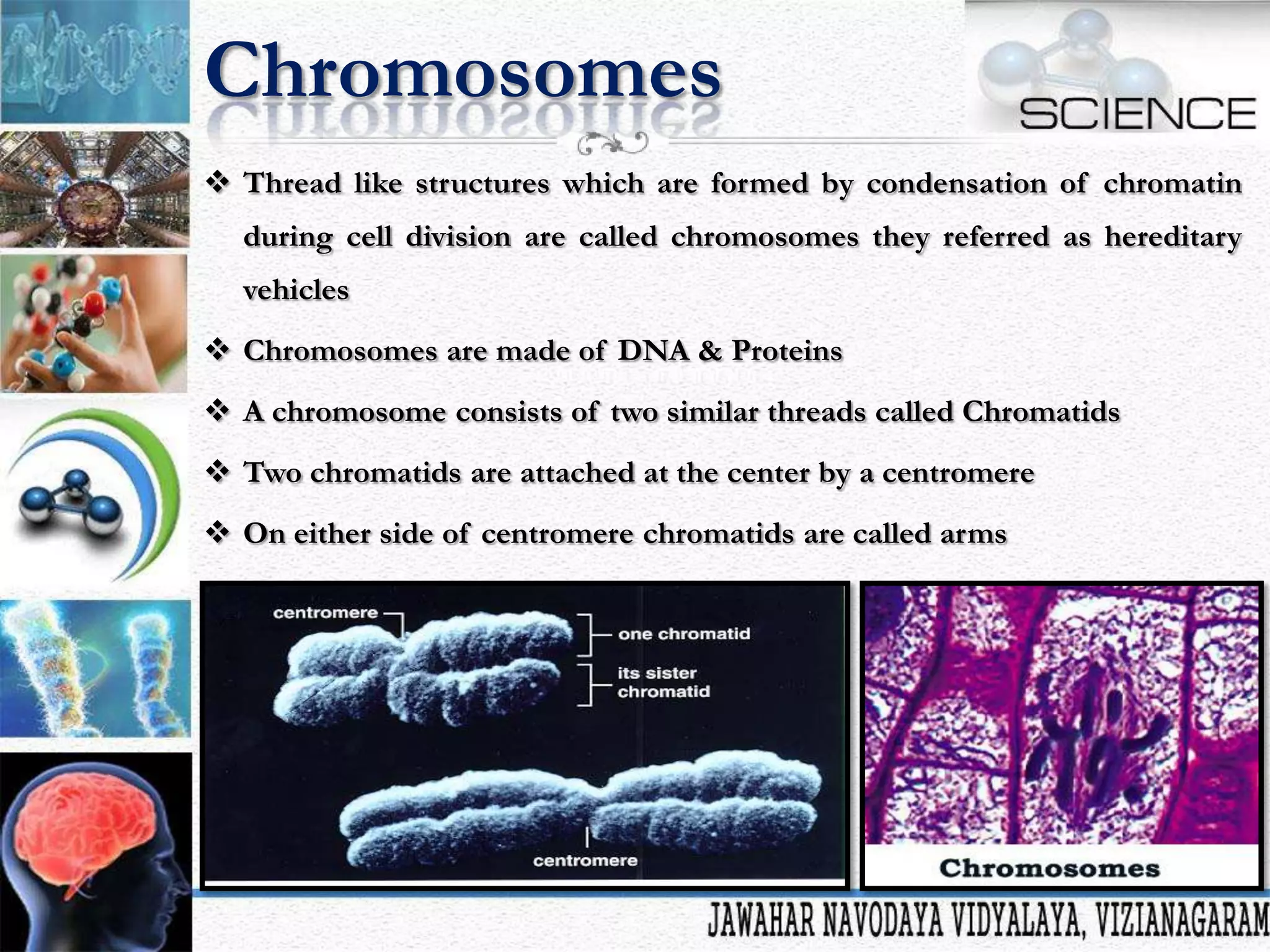 Chromosomes
 Thread like structures which are formed by condensation of chromatin
during cell division are called chromosomes they referred as hereditary
vehicles
 Chromosomes are made of DNA & Proteins
 A chromosome consists of two similar threads called Chromatids
 Two chromatids are attached at the center by a centromere
 On either side of centromere chromatids are called arms

 