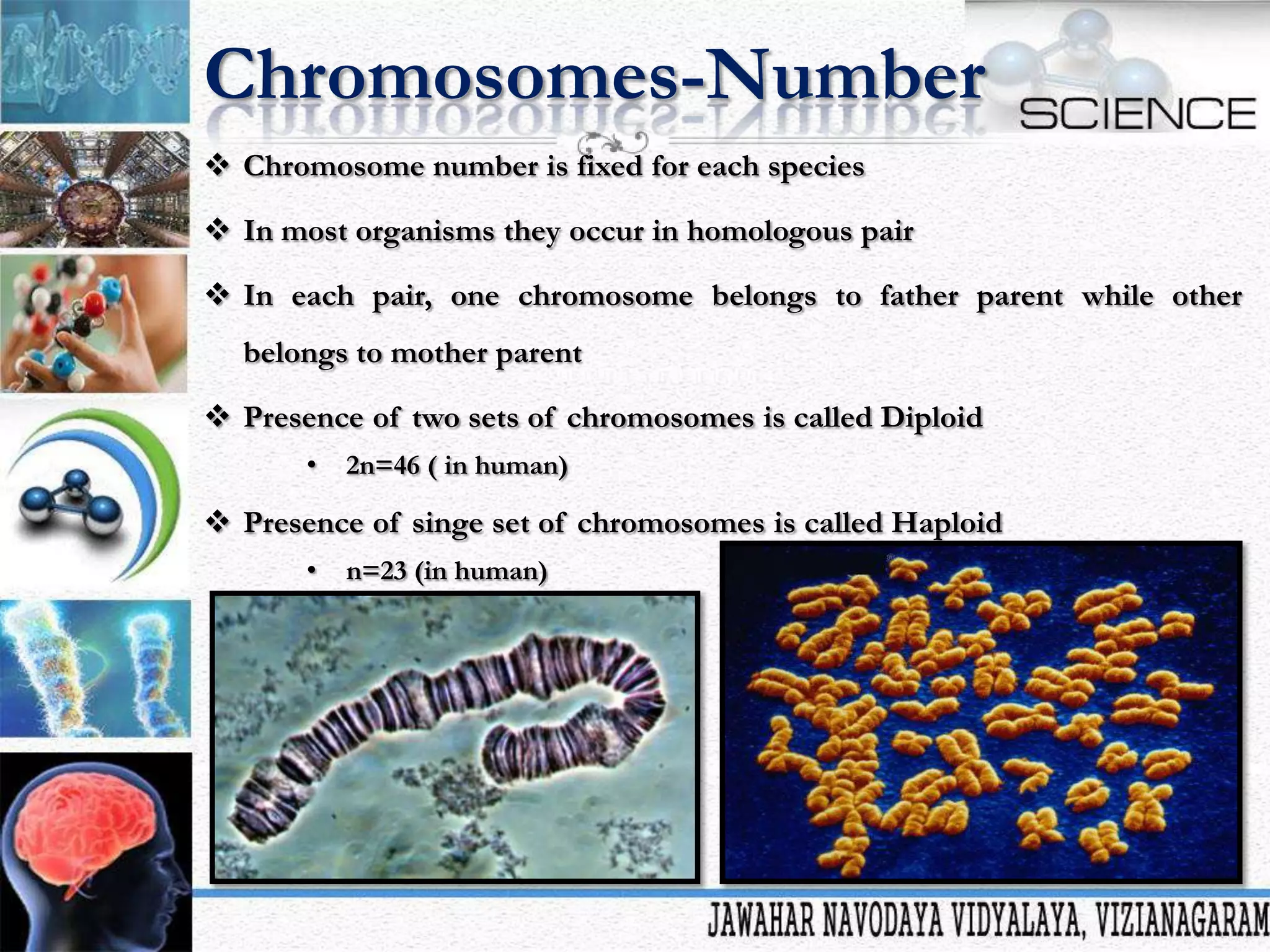 Chromosomes-Number
 Chromosome number is fixed for each species
 In most organisms they occur in homologous pair
 In each pair, one chromosome belongs to father parent while other
belongs to mother parent
 Presence of two sets of chromosomes is called Diploid
•

2n=46 ( in human)

 Presence of singe set of chromosomes is called Haploid
•

n=23 (in human)

 
