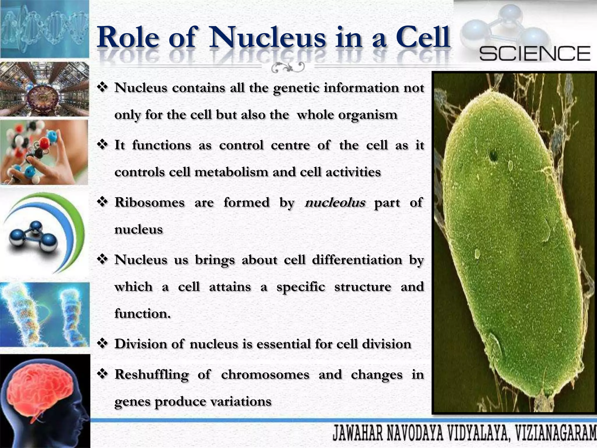 Role of Nucleus in a Cell
 Nucleus contains all the genetic information not
only for the cell but also the whole organism
 It functions as control centre of the cell as it

controls cell metabolism and cell activities
 Ribosomes are formed by nucleolus part of
nucleus
 Nucleus us brings about cell differentiation by
which a cell attains a specific structure and
function.
 Division of nucleus is essential for cell division

 Reshuffling of chromosomes and changes in
genes produce variations

 