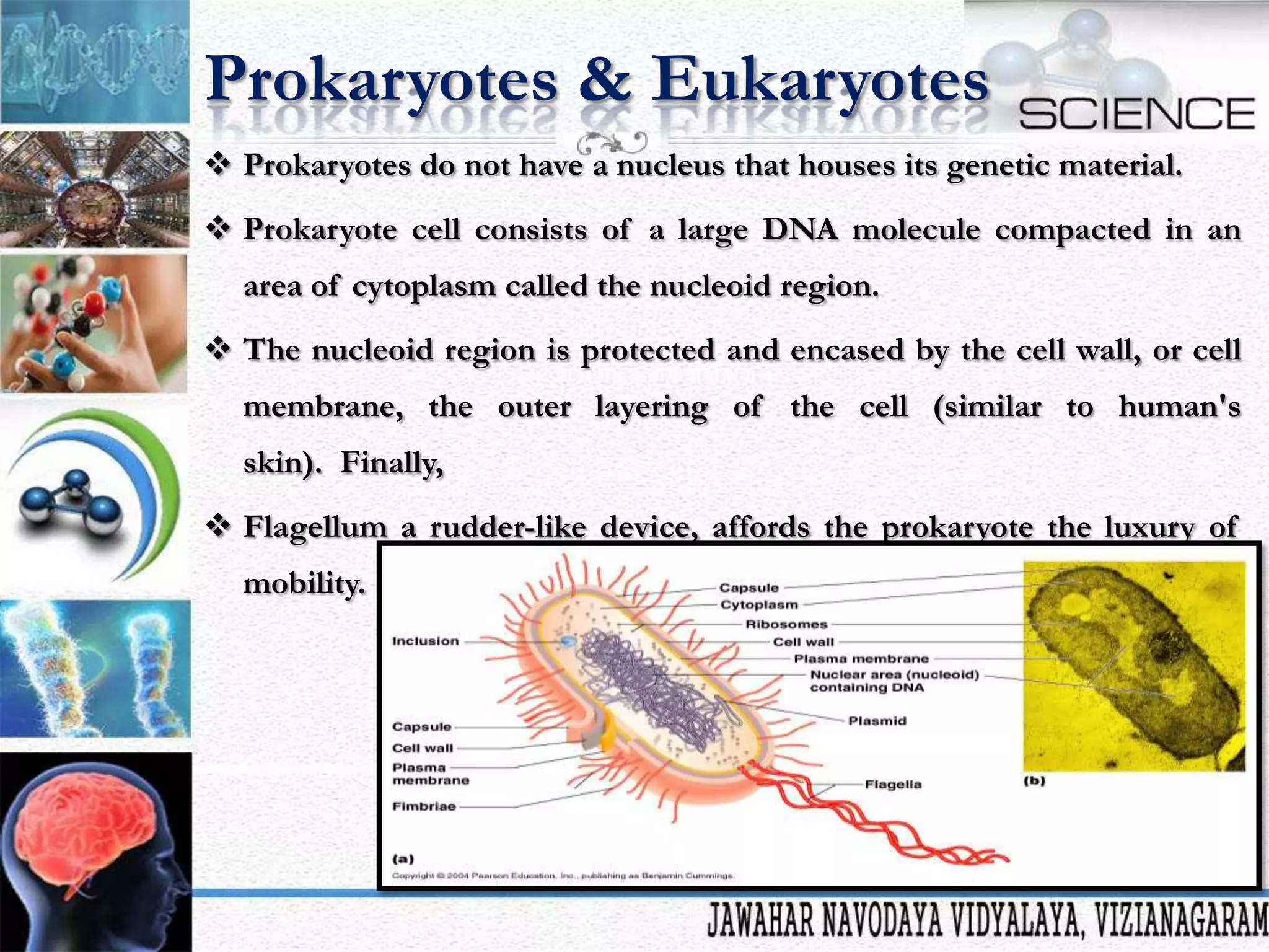 Prokaryotes & Eukaryotes
 Prokaryotes do not have a nucleus that houses its genetic material.
 Prokaryote cell consists of a large DNA molecule compacted in an
area of cytoplasm called the nucleoid region.
 The nucleoid region is protected and encased by the cell wall, or cell
membrane, the outer layering of the cell (similar to human's

skin). Finally,
 Flagellum a rudder-like device, affords the prokaryote the luxury of
mobility.

 