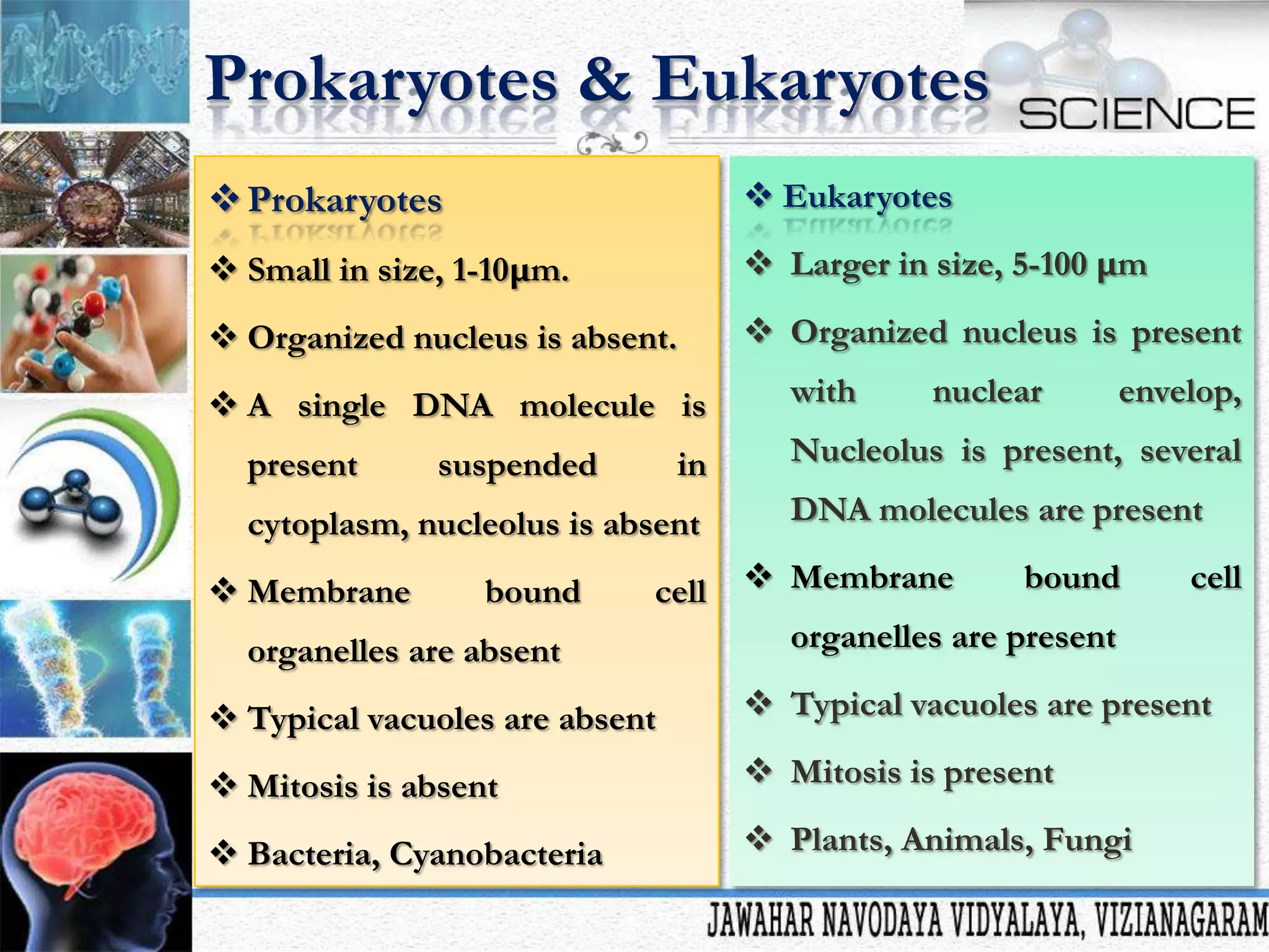 Prokaryotes & Eukaryotes
 Prokaryotes

 Eukaryotes

 Small in size, 1-10μm.

 Larger in size, 5-100 μm

 Organized nucleus is absent.

 Organized nucleus is present

 A single DNA molecule is
present

suspended

in

cytoplasm, nucleolus is absent
 Membrane

bound

cell

organelles are absent

with

nuclear

envelop,

Nucleolus is present, several
DNA molecules are present
 Membrane

bound

cell

organelles are present

 Typical vacuoles are absent

 Typical vacuoles are present

 Mitosis is absent

 Mitosis is present

 Bacteria, Cyanobacteria

 Plants, Animals, Fungi

 