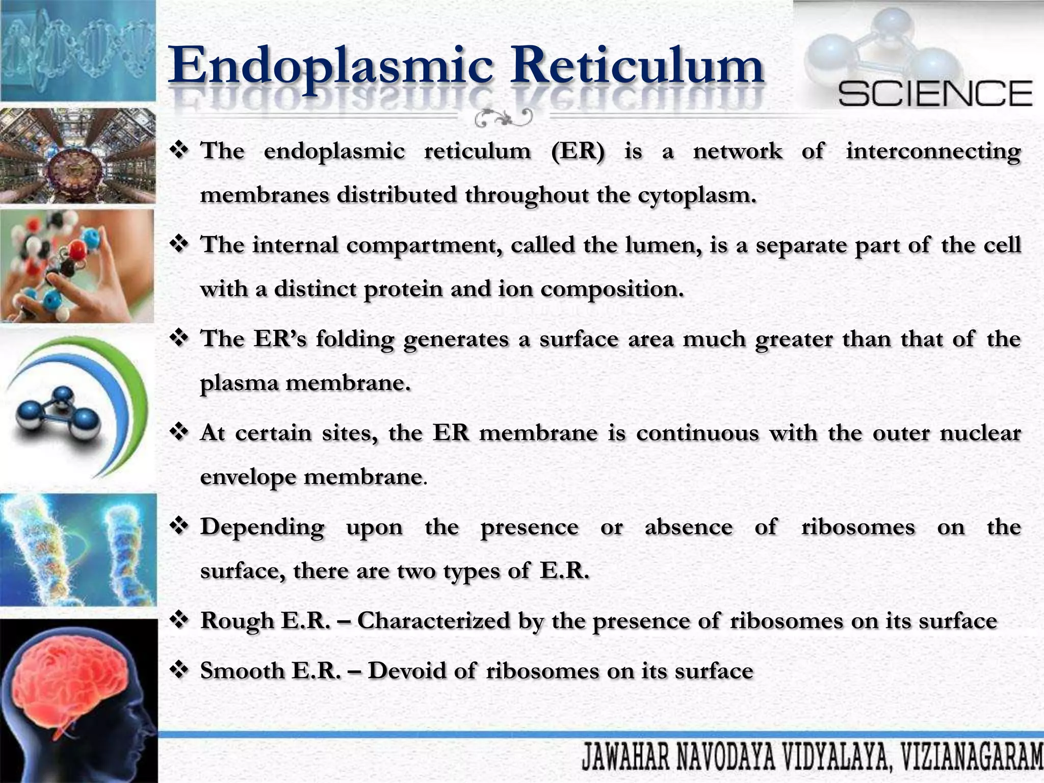 Endoplasmic Reticulum
 The endoplasmic reticulum (ER) is a network of interconnecting
membranes distributed throughout the cytoplasm.
 The internal compartment, called the lumen, is a separate part of the cell
with a distinct protein and ion composition.
 The ER’s folding generates a surface area much greater than that of the
plasma membrane.
 At certain sites, the ER membrane is continuous with the outer nuclear

envelope membrane.
 Depending upon the presence or absence of ribosomes on the
surface, there are two types of E.R.
 Rough E.R. – Characterized by the presence of ribosomes on its surface

 Smooth E.R. – Devoid of ribosomes on its surface

 
