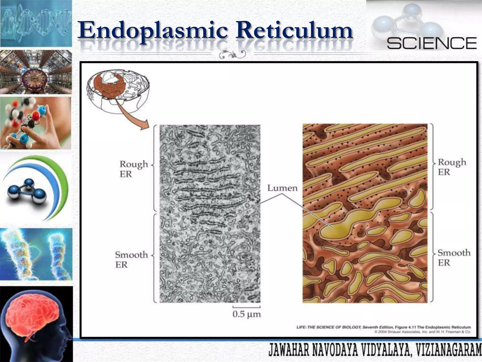 Endoplasmic Reticulum

 