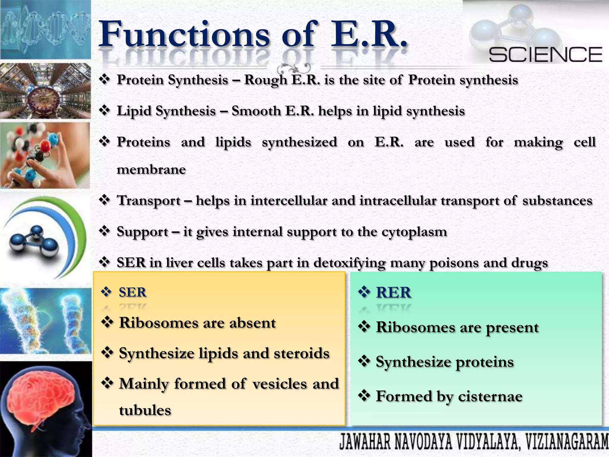 Functions of E.R.
 Protein Synthesis – Rough E.R. is the site of Protein synthesis
 Lipid Synthesis – Smooth E.R. helps in lipid synthesis
 Proteins and lipids synthesized on E.R. are used for making cell
membrane
 Transport – helps in intercellular and intracellular transport of substances

 Support – it gives internal support to the cytoplasm
 SER in liver cells takes part in detoxifying many poisons and drugs
 SER

 RER

 Ribosomes are absent

 Ribosomes are present

 Synthesize lipids and steroids
 Mainly formed of vesicles and
tubules

 Synthesize proteins
 Formed by cisternae

 