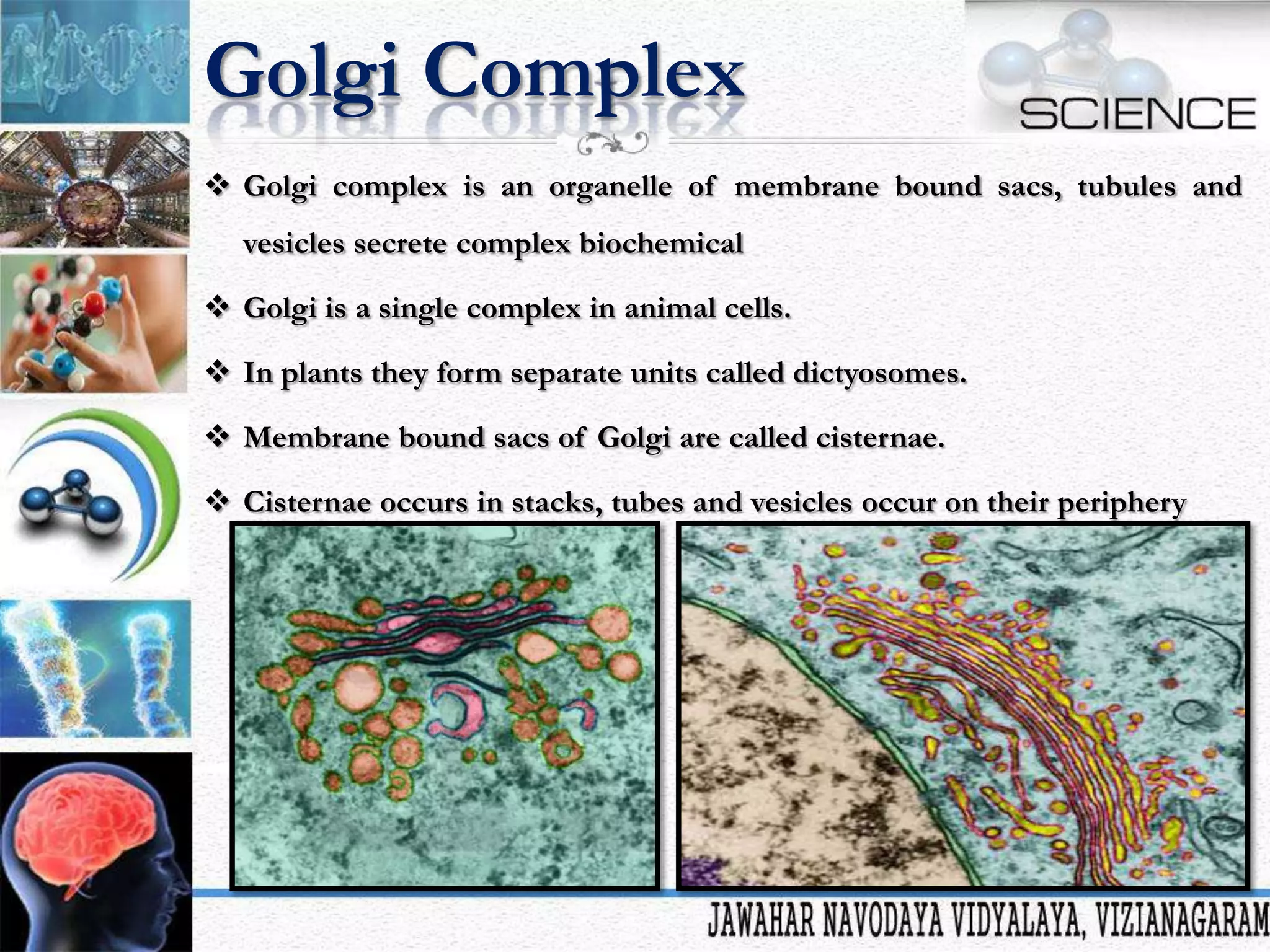 Golgi Complex
 Golgi complex is an organelle of membrane bound sacs, tubules and
vesicles secrete complex biochemical
 Golgi is a single complex in animal cells.

 In plants they form separate units called dictyosomes.
 Membrane bound sacs of Golgi are called cisternae.
 Cisternae occurs in stacks, tubes and vesicles occur on their periphery

 