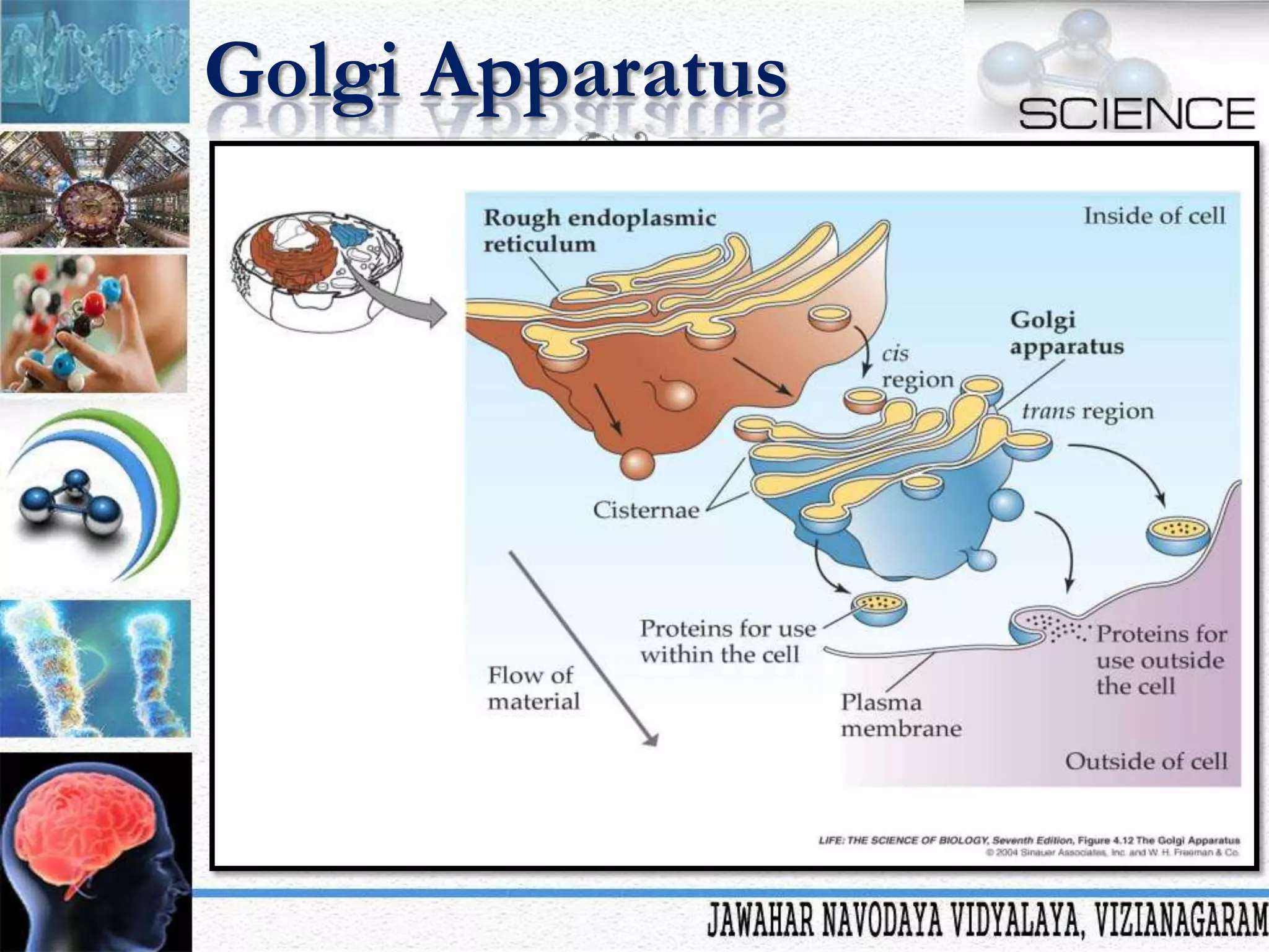 Golgi Apparatus

 