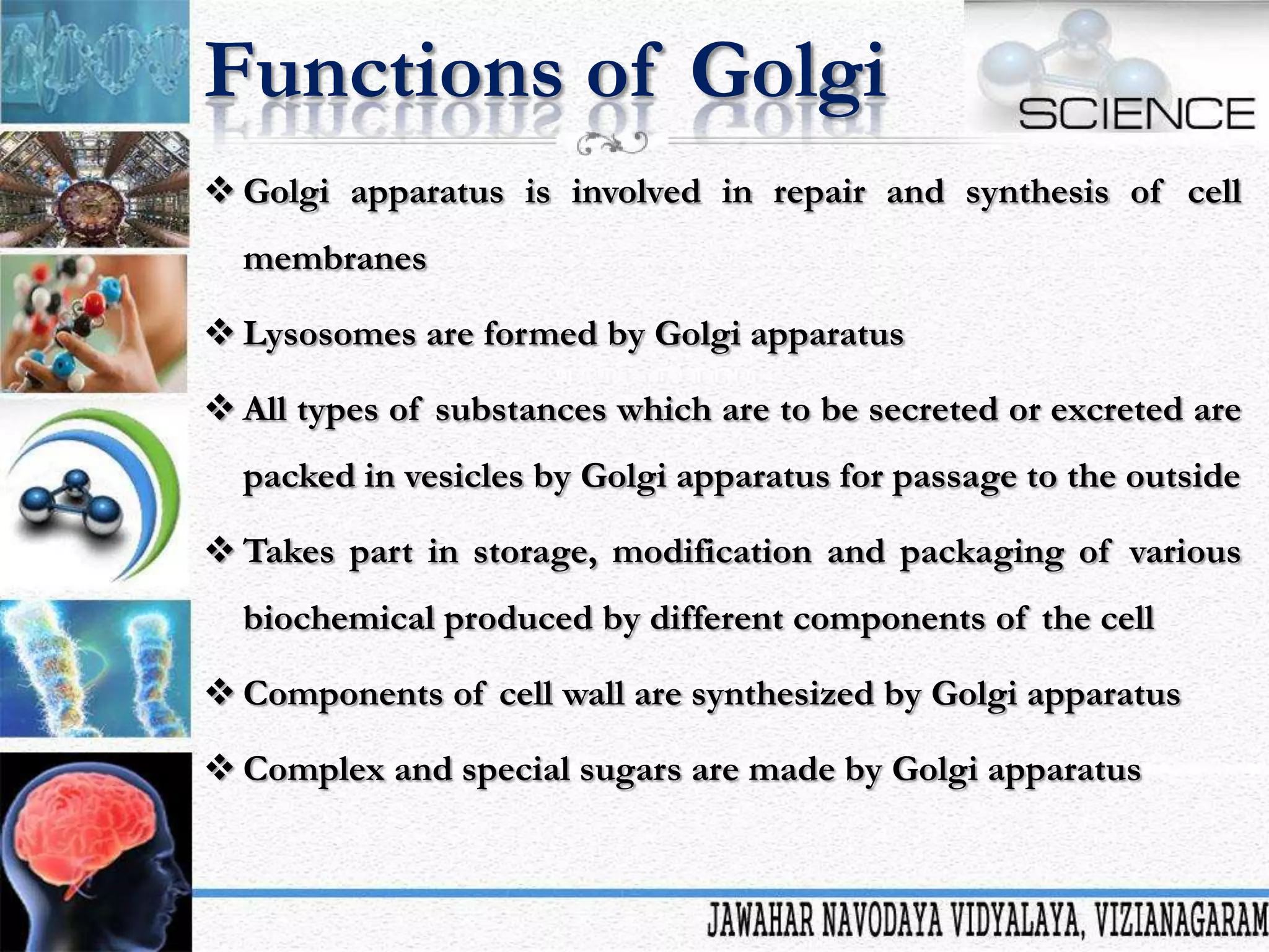 Functions of Golgi
 Golgi apparatus is involved in repair and synthesis of cell
membranes
 Lysosomes are formed by Golgi apparatus
 All types of substances which are to be secreted or excreted are
packed in vesicles by Golgi apparatus for passage to the outside
 Takes part in storage, modification and packaging of various
biochemical produced by different components of the cell
 Components of cell wall are synthesized by Golgi apparatus
 Complex and special sugars are made by Golgi apparatus

 