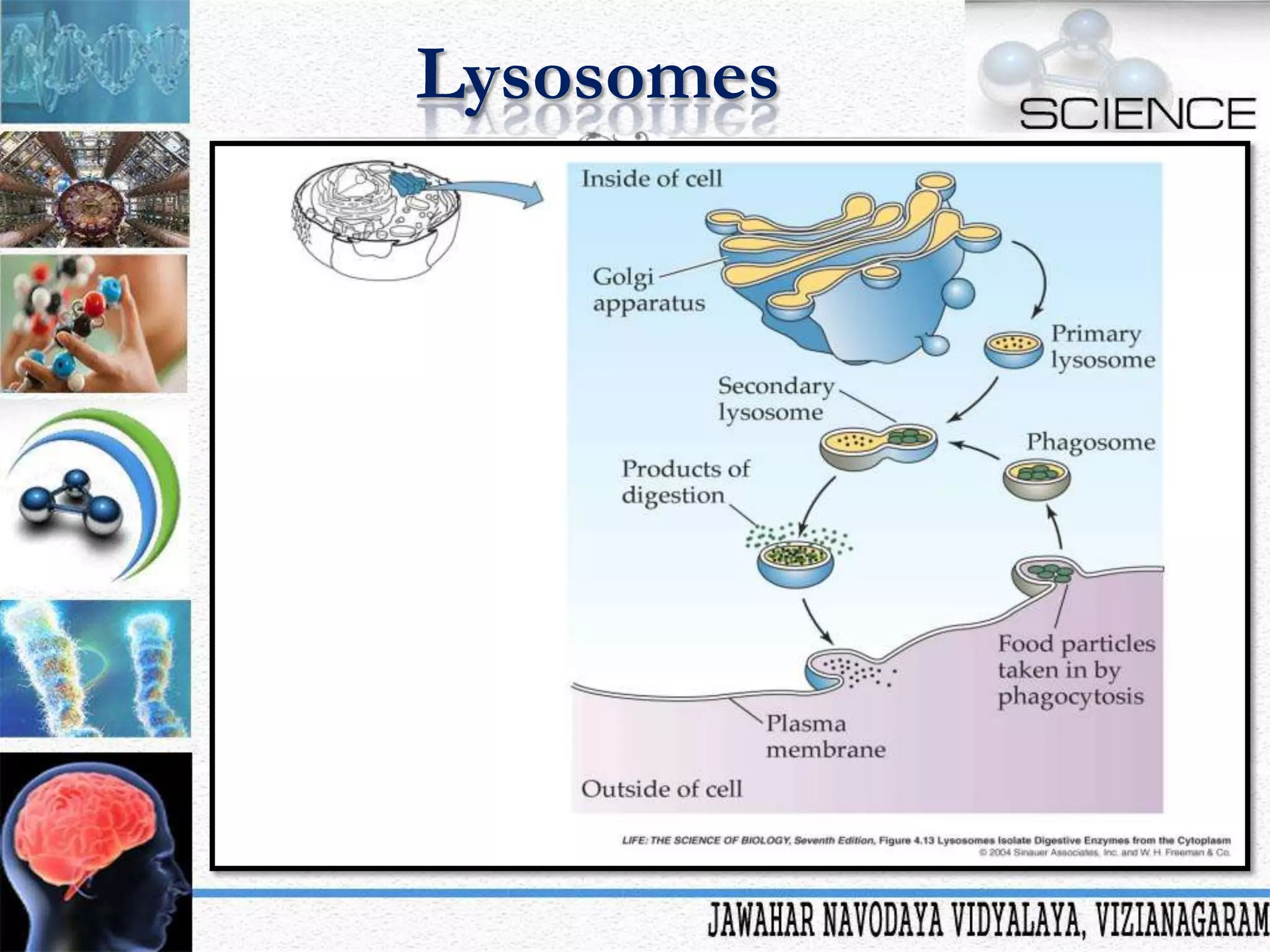 Lysosomes

 