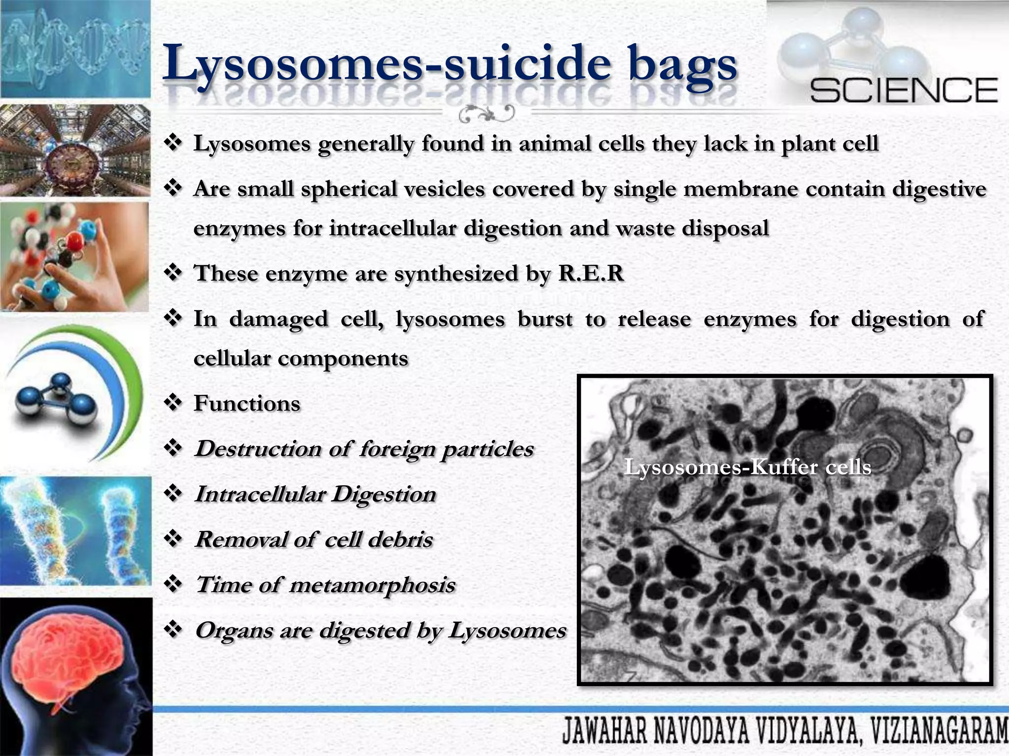 Lysosomes-suicide bags
 Lysosomes generally found in animal cells they lack in plant cell
 Are small spherical vesicles covered by single membrane contain digestive
enzymes for intracellular digestion and waste disposal
 These enzyme are synthesized by R.E.R
 In damaged cell, lysosomes burst to release enzymes for digestion of
cellular components
 Functions
 Destruction of foreign particles
 Intracellular Digestion
 Removal of cell debris
 Time of metamorphosis

 Organs are digested by Lysosomes

Lysosomes-Kuffer cells

 