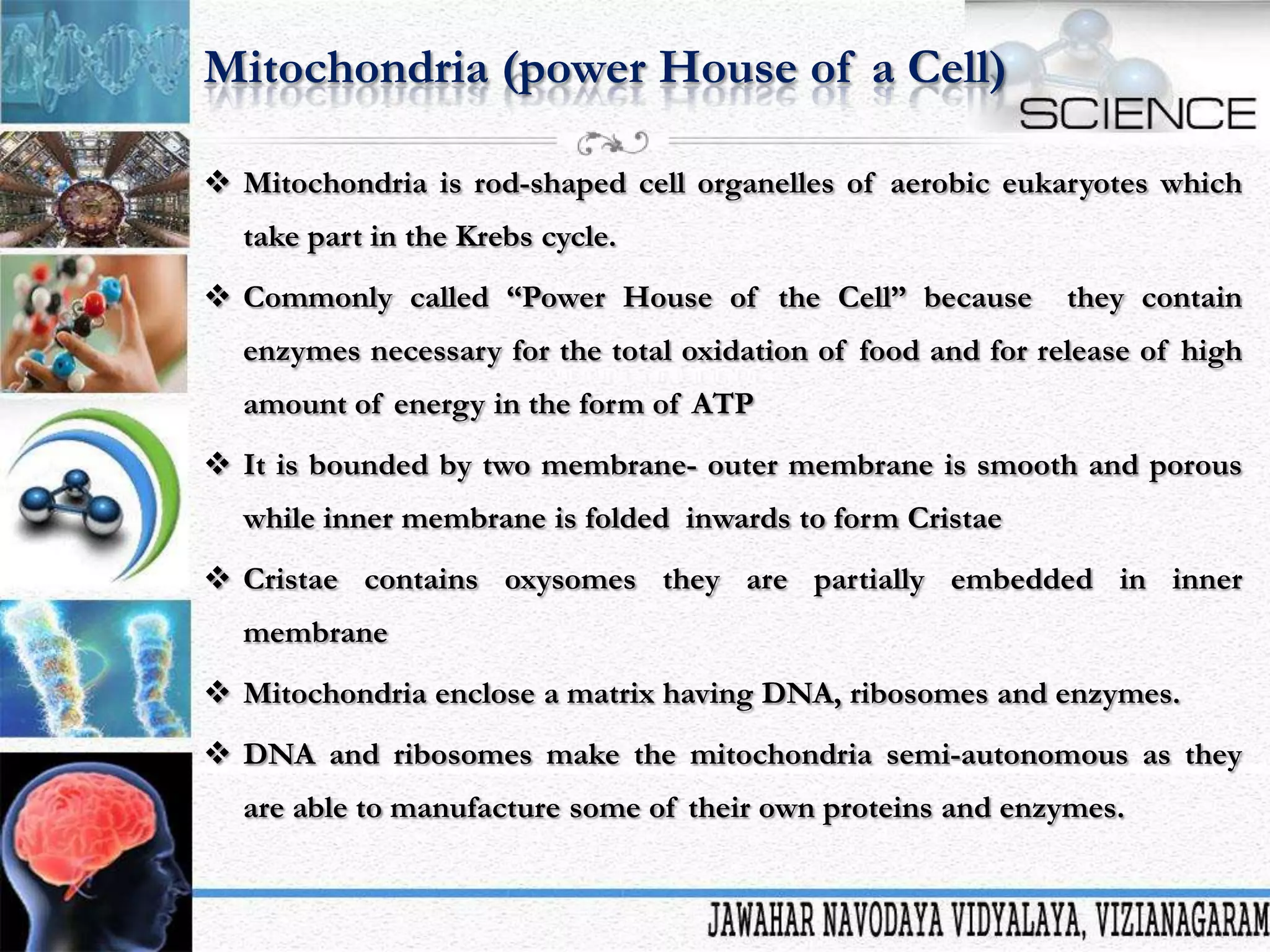 Mitochondria (power House of a Cell)
 Mitochondria is rod-shaped cell organelles of aerobic eukaryotes which
take part in the Krebs cycle.
 Commonly called “Power House of the Cell” because

they contain

enzymes necessary for the total oxidation of food and for release of high
amount of energy in the form of ATP
 It is bounded by two membrane- outer membrane is smooth and porous
while inner membrane is folded inwards to form Cristae

 Cristae contains oxysomes they are partially embedded in inner
membrane
 Mitochondria enclose a matrix having DNA, ribosomes and enzymes.
 DNA and ribosomes make the mitochondria semi-autonomous as they

are able to manufacture some of their own proteins and enzymes.

 