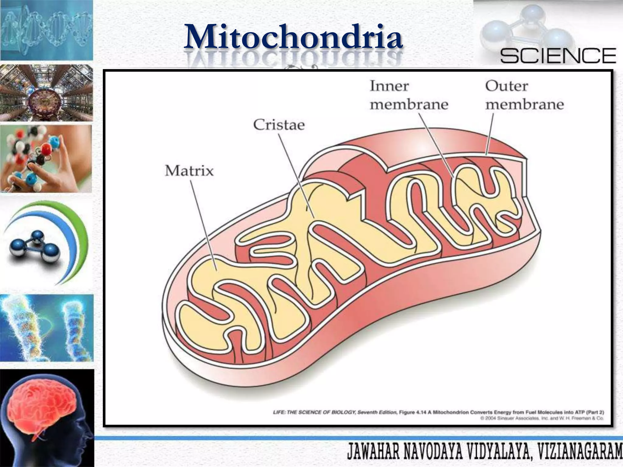 Mitochondria

 
