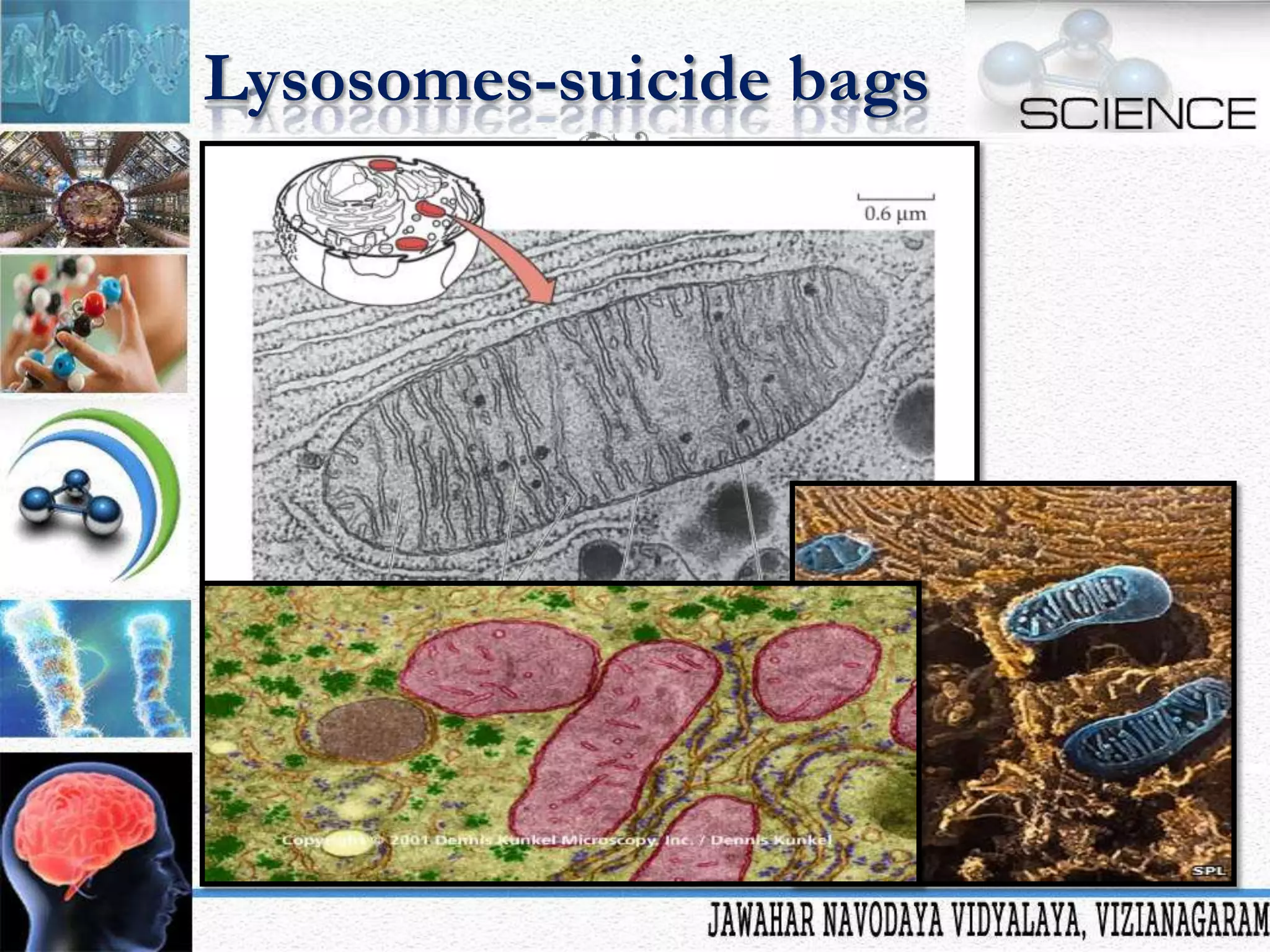 Lysosomes-suicide bags

 