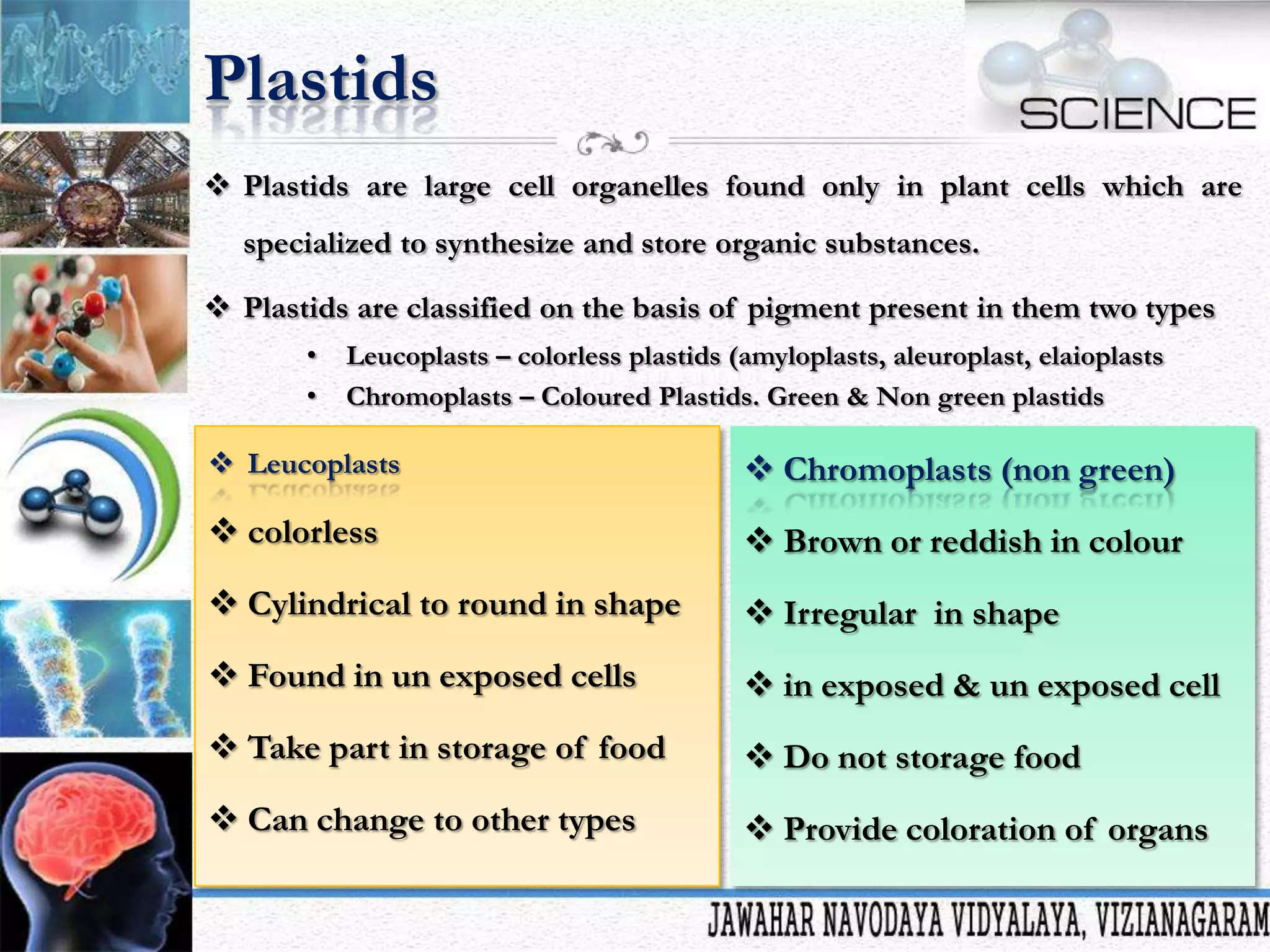 Plastids
 Plastids are large cell organelles found only in plant cells which are
specialized to synthesize and store organic substances.
 Plastids are classified on the basis of pigment present in them two types
•
•

Leucoplasts – colorless plastids (amyloplasts, aleuroplast, elaioplasts
Chromoplasts – Coloured Plastids. Green & Non green plastids

 Leucoplasts

 Chromoplasts (non green)

 colorless

 Brown or reddish in colour

 Cylindrical to round in shape

 Irregular in shape

 Found in un exposed cells

 in exposed & un exposed cell

 Take part in storage of food

 Do not storage food

 Can change to other types

 Provide coloration of organs

 