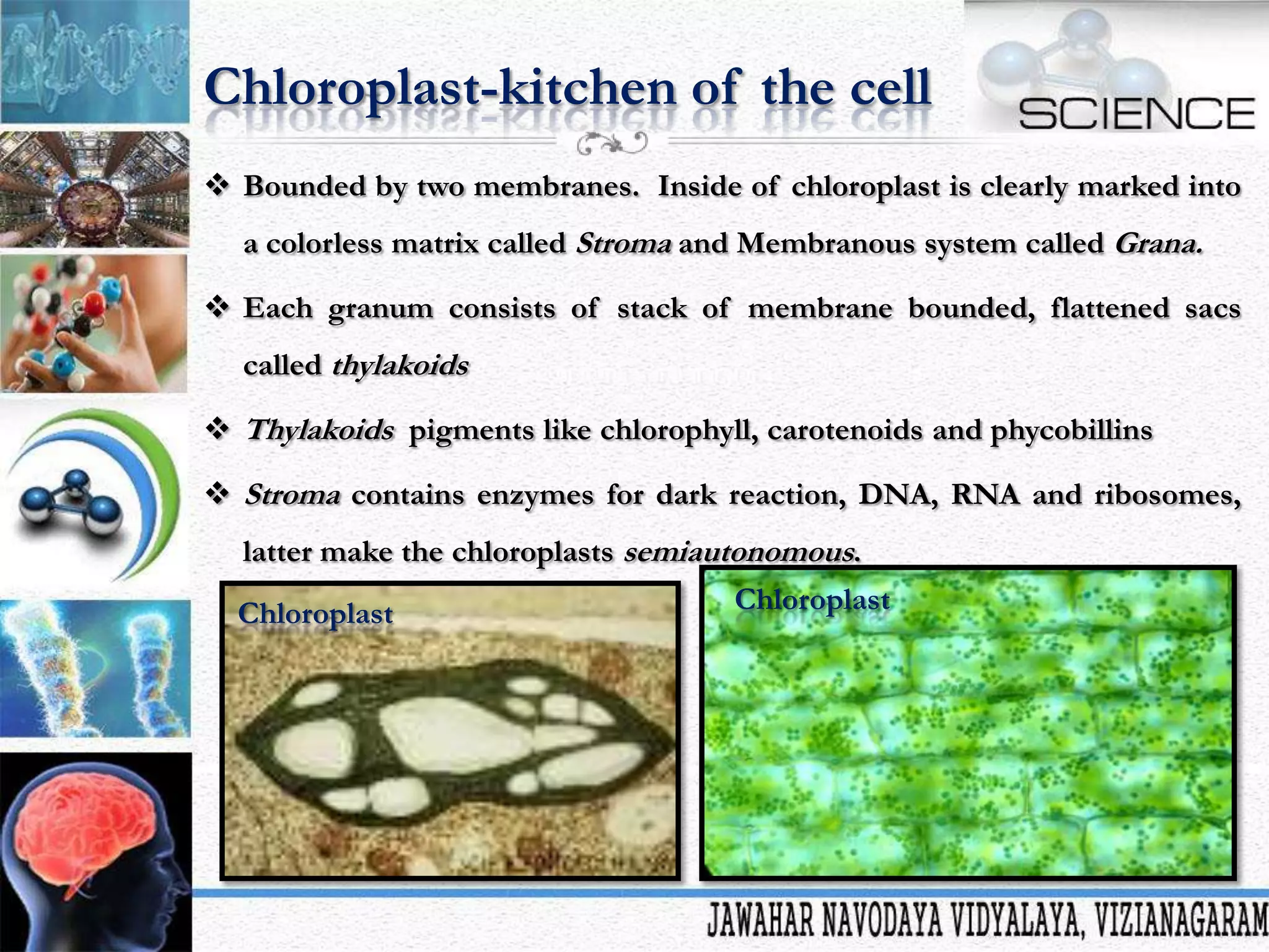Chloroplast-kitchen of the cell
 Bounded by two membranes. Inside of chloroplast is clearly marked into
a colorless matrix called Stroma and Membranous system called Grana.
 Each granum consists of stack of membrane bounded, flattened sacs

called thylakoids
 Thylakoids pigments like chlorophyll, carotenoids and phycobillins
 Stroma contains enzymes for dark reaction, DNA, RNA and ribosomes,
latter make the chloroplasts semiautonomous.
Chloroplast

Chloroplast

 