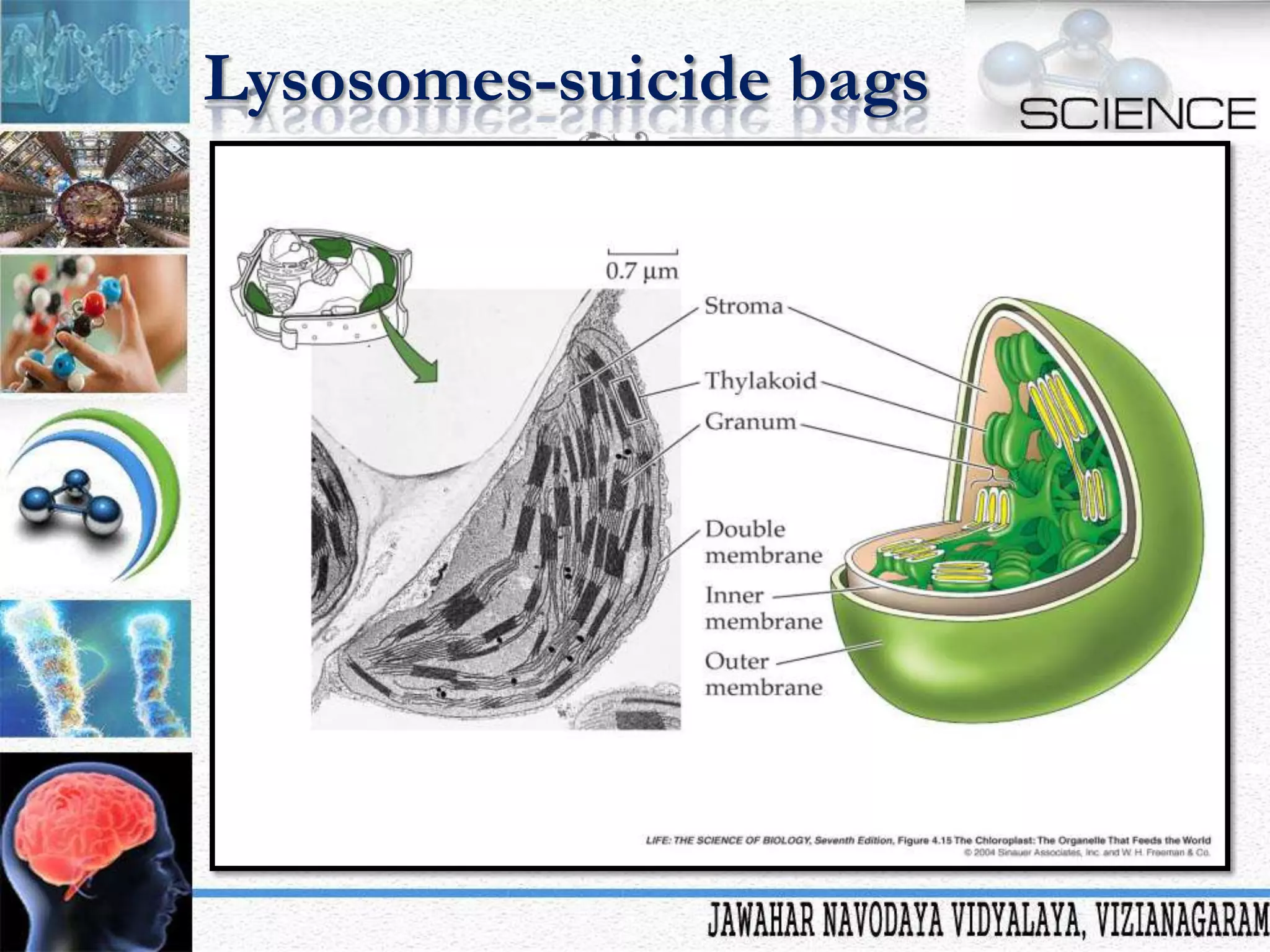Lysosomes-suicide bags

 