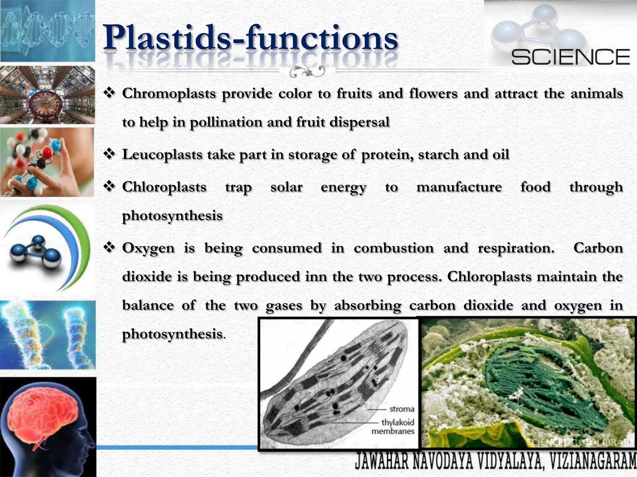 Plastids-functions
 Chromoplasts provide color to fruits and flowers and attract the animals
to help in pollination and fruit dispersal
 Leucoplasts take part in storage of protein, starch and oil

 Chloroplasts

trap

solar

energy

to

manufacture

food

through

 Oxygen is being consumed in combustion and respiration.

Carbon

photosynthesis

dioxide is being produced inn the two process. Chloroplasts maintain the
balance of the two gases by absorbing carbon dioxide and oxygen in
photosynthesis.

 