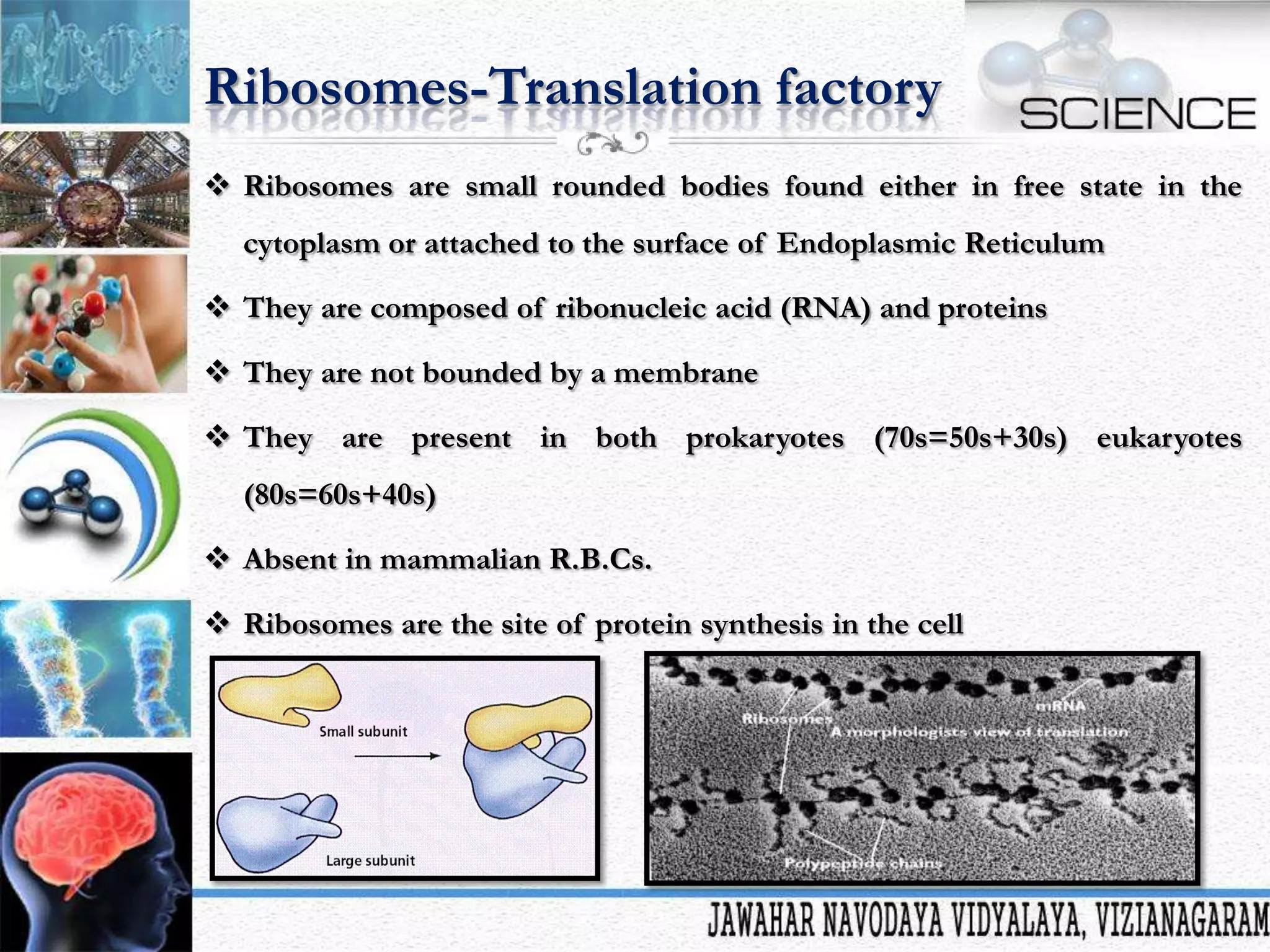 Ribosomes-Translation factory
 Ribosomes are small rounded bodies found either in free state in the
cytoplasm or attached to the surface of Endoplasmic Reticulum
 They are composed of ribonucleic acid (RNA) and proteins

 They are not bounded by a membrane
 They are present in both prokaryotes (70s=50s+30s) eukaryotes
(80s=60s+40s)
 Absent in mammalian R.B.Cs.
 Ribosomes are the site of protein synthesis in the cell

 