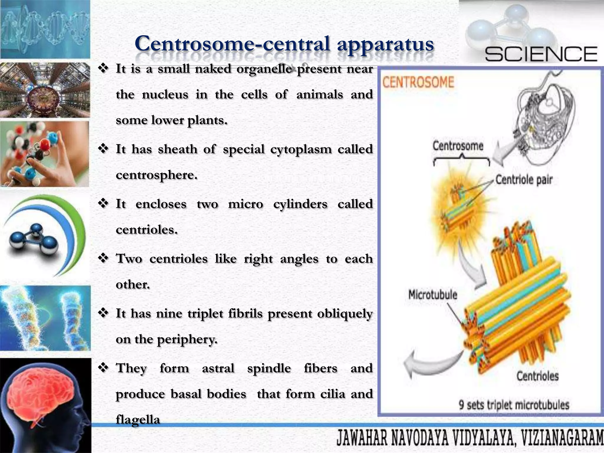 Centrosome-central apparatus
 It is a small naked organelle present near
the nucleus in the cells of animals and
some lower plants.
 It has sheath of special cytoplasm called

centrosphere.
 It encloses two micro cylinders called
centrioles.
 Two centrioles like right angles to each
other.
 It has nine triplet fibrils present obliquely
on the periphery.
 They form astral spindle fibers and
produce basal bodies that form cilia and
flagella

 