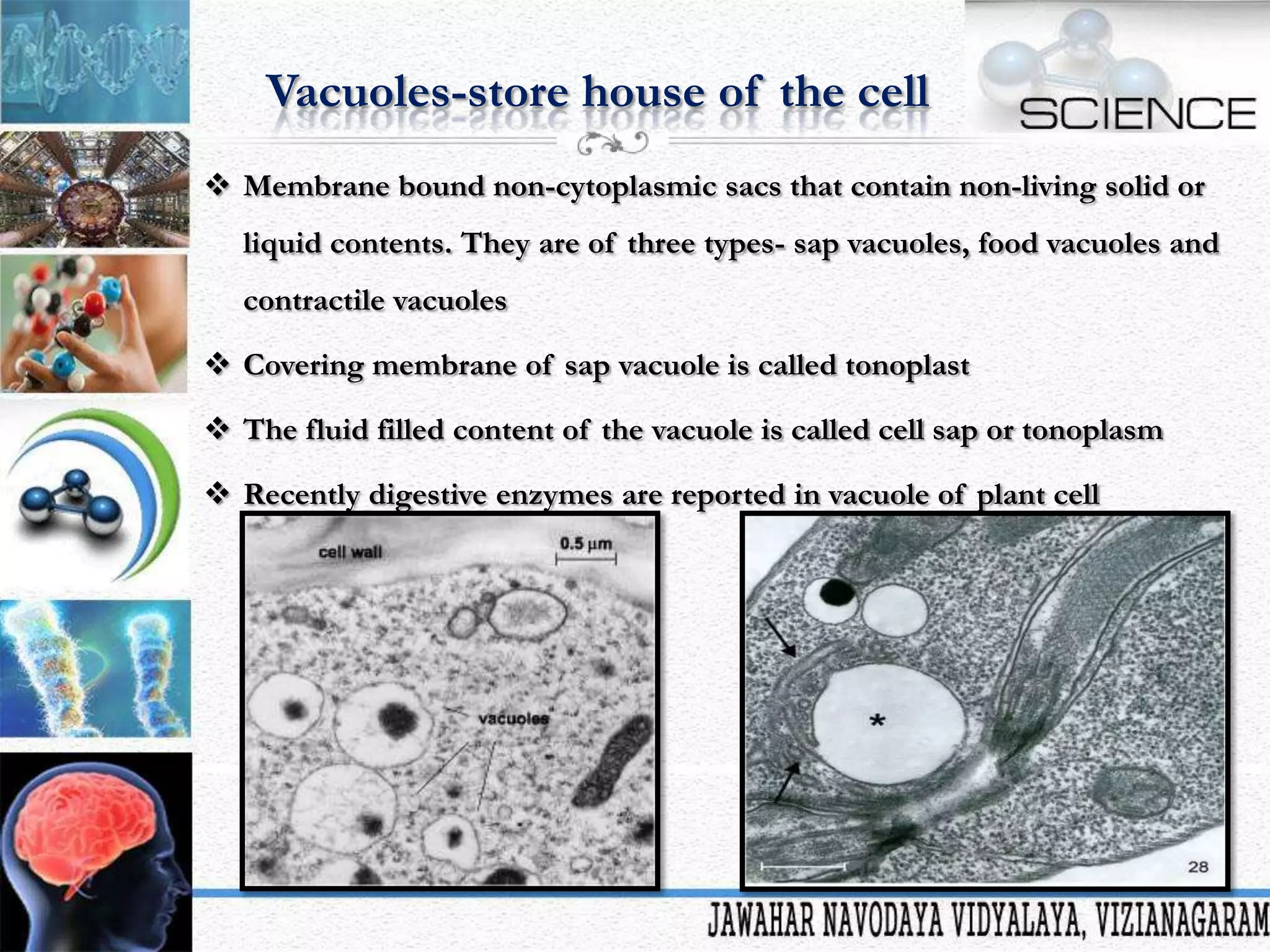 Vacuoles-store house of the cell
 Membrane bound non-cytoplasmic sacs that contain non-living solid or
liquid contents. They are of three types- sap vacuoles, food vacuoles and
contractile vacuoles

 Covering membrane of sap vacuole is called tonoplast
 The fluid filled content of the vacuole is called cell sap or tonoplasm
 Recently digestive enzymes are reported in vacuole of plant cell

 