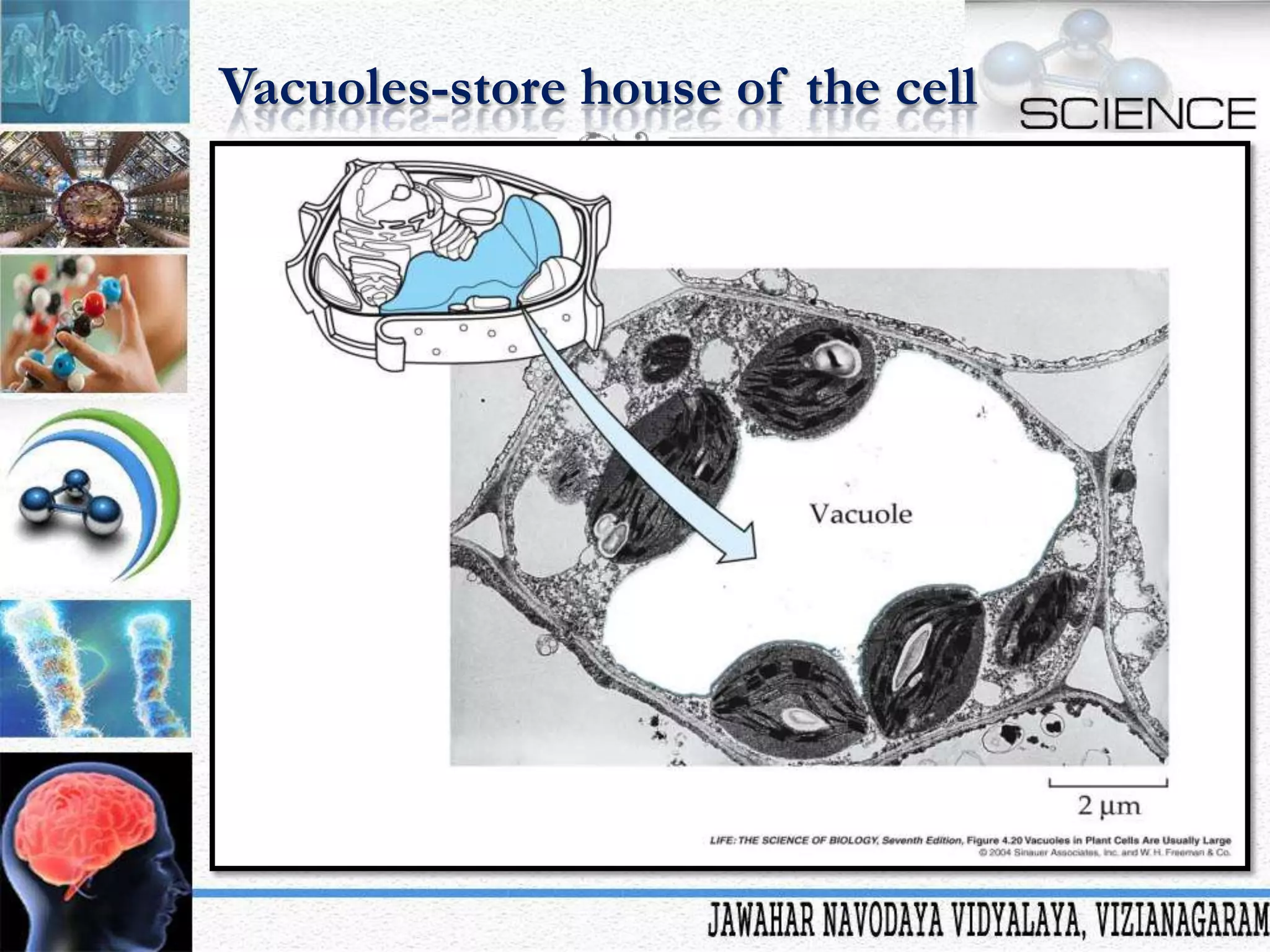 Vacuoles-store house of the cell

 