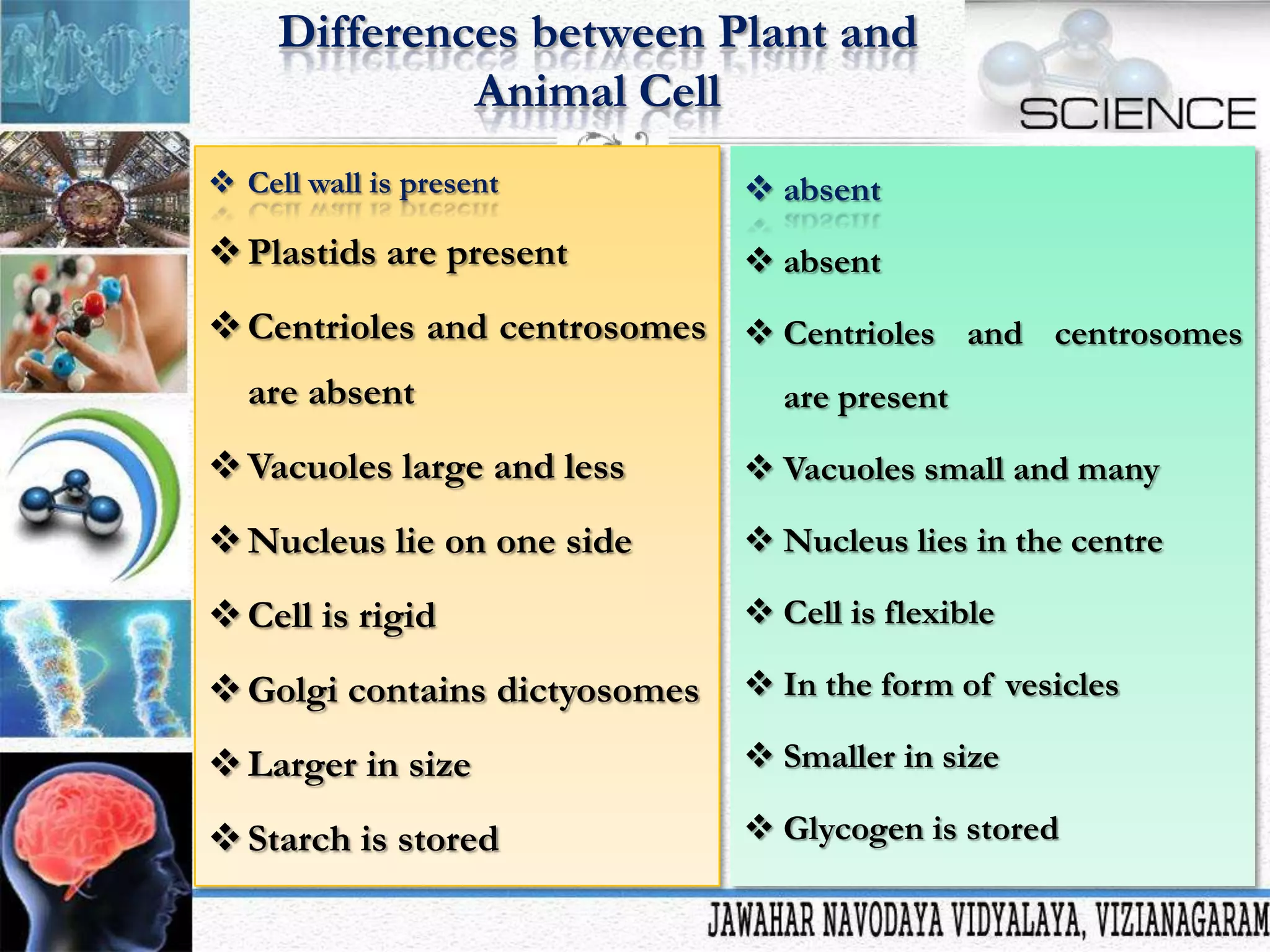 Differences between Plant and
Animal Cell
 Cell wall is present

 absent

 Plastids are present

 absent

 Centrioles and centrosomes  Centrioles and centrosomes
are absent

are present

 Vacuoles large and less

 Vacuoles small and many

 Nucleus lie on one side

 Nucleus lies in the centre

 Cell is rigid

 Cell is flexible

 Golgi contains dictyosomes

 In the form of vesicles

 Larger in size

 Smaller in size

 Starch is stored

 Glycogen is stored

 
