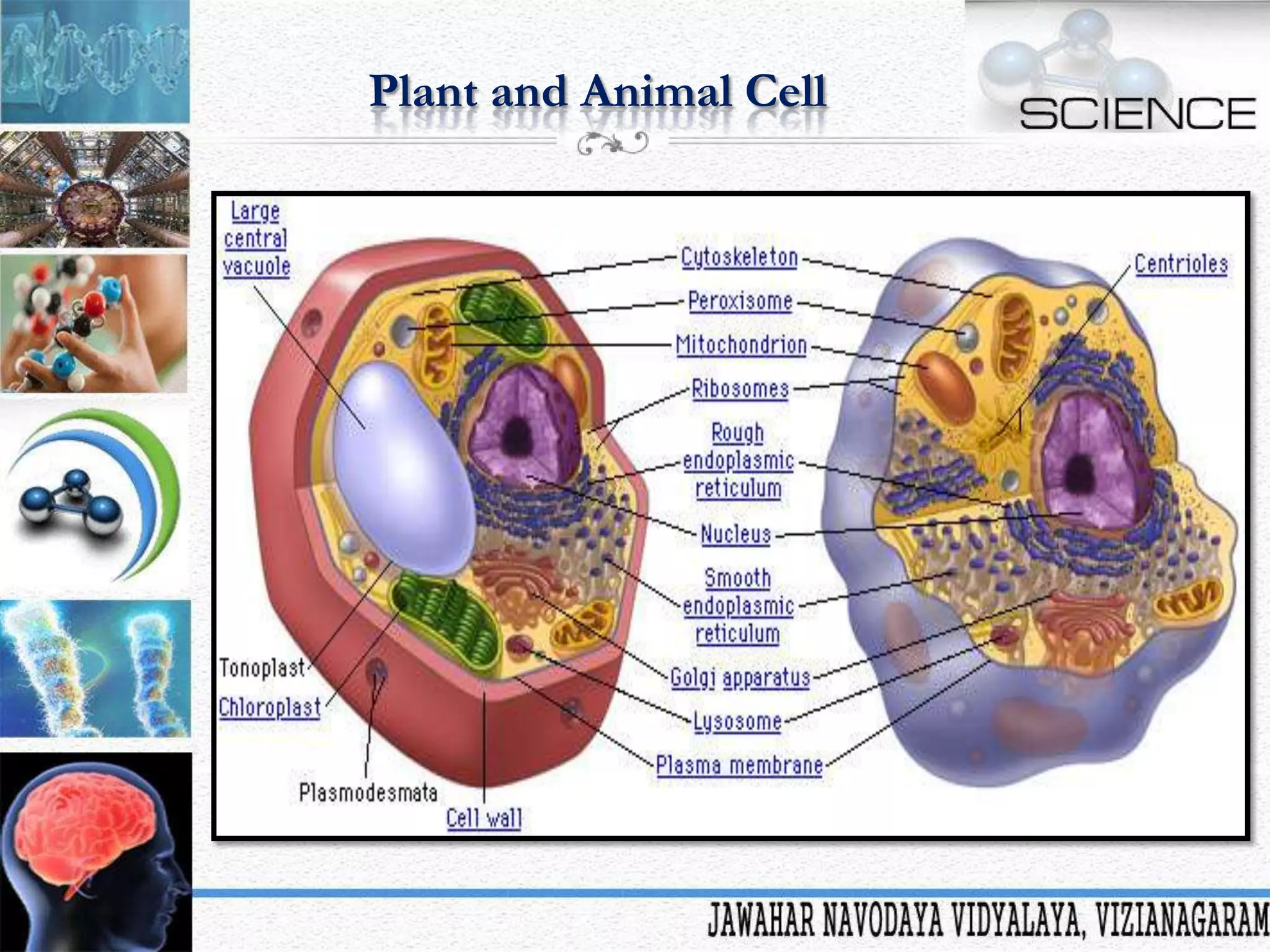 Plant and Animal Cell

 