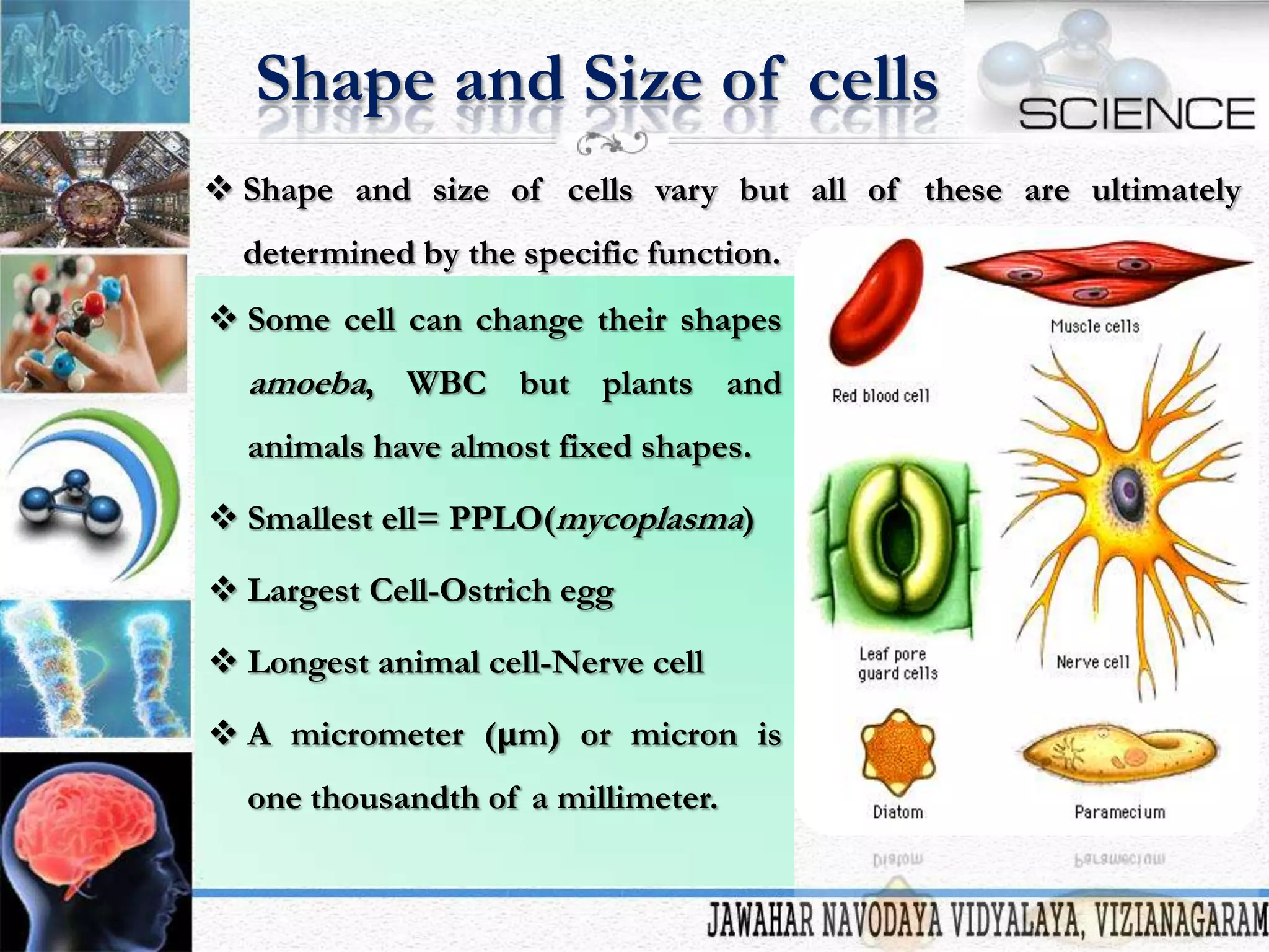 Shape and Size of cells
 Shape and size of cells vary but all of these are ultimately
determined by the specific function.

 Some cell can change their shapes

amoeba, WBC but plants and
animals have almost fixed shapes.
 Smallest ell= PPLO(mycoplasma)
 Largest Cell-Ostrich egg
 Longest animal cell-Nerve cell
 A micrometer (μm) or micron is
one thousandth of a millimeter.

 