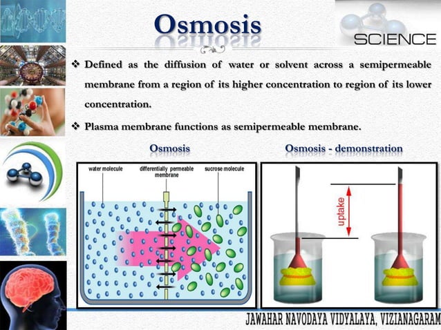 Cell is the Basic Unit of Life | PPTX | Biological Sciences | Science