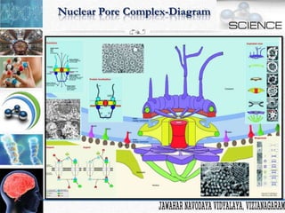 Cell is the Basic Unit of Life | PPTX