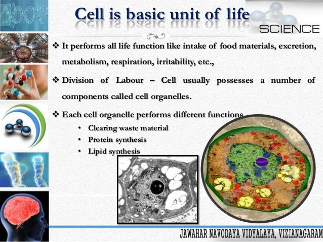 basic unit of life