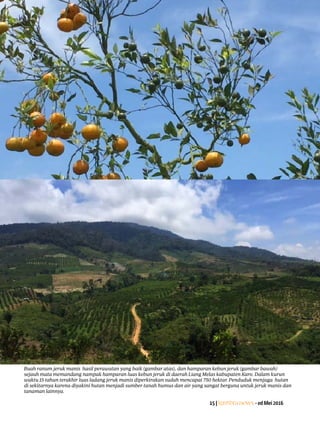 15|Lentera news -edMei2016
Buah ranum jeruk manis hasil perawatan yang baik (gambar atas), dan hamparan kebun jeruk (gambar bawah)
sejauh mata memandang nampak hamparan luas kebun jeruk di daerah Liang Melas kabupaten Karo. Dalam kurun
waktu 15 tahun terakhir luas ladang jeruk manis diperkirakan sudah mencapai 750 hektar. Penduduk menjaga hutan
di ­sekitarnya karena diyakini hutan menjadi sumber tanah humus dan air yang sangat berguna untuk jeruk manis dan
tanaman lainnya.
 